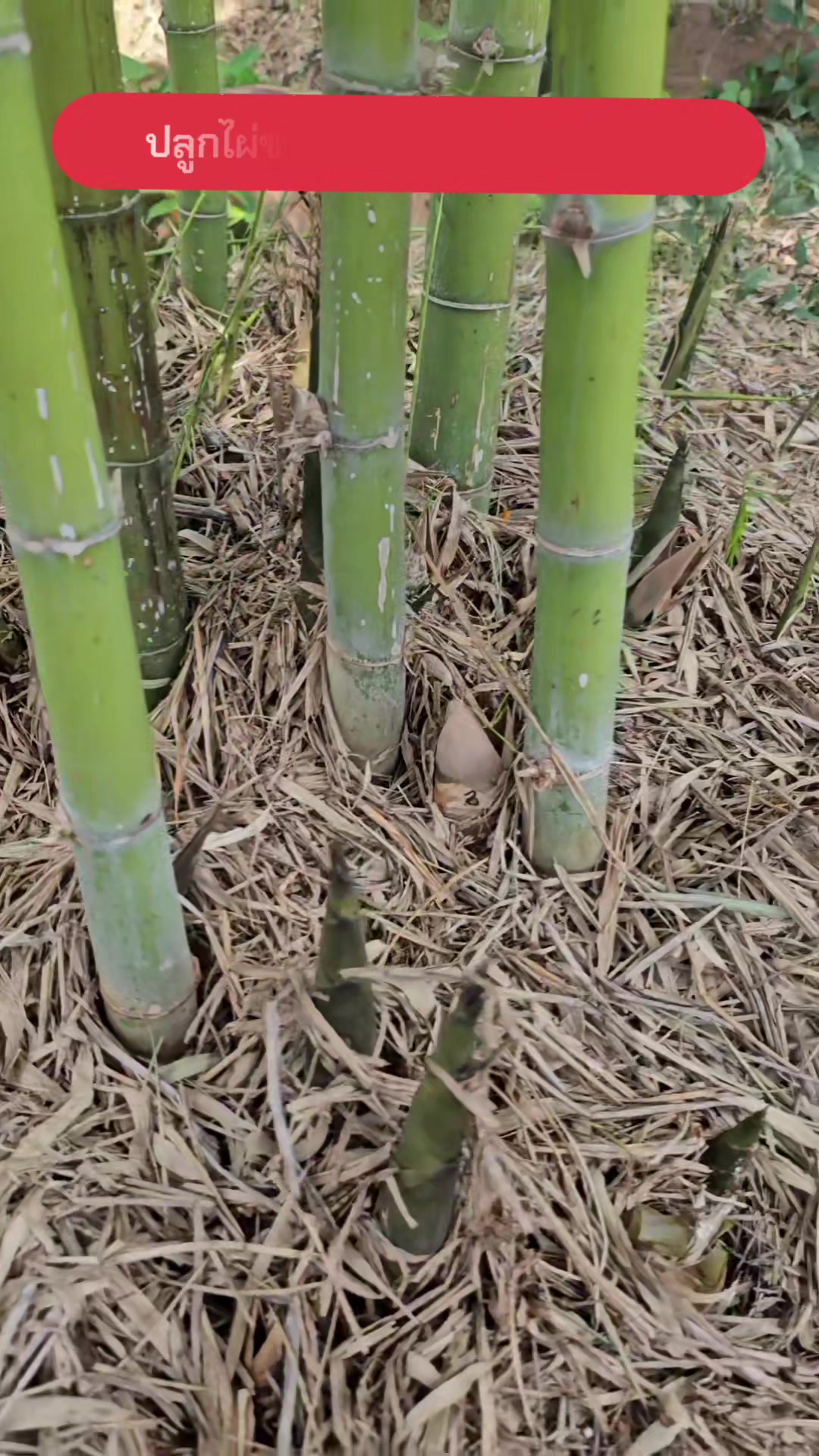 @นัดดาชอป