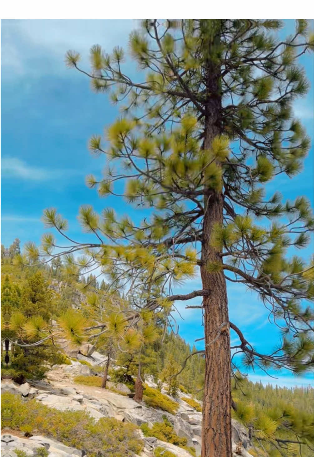 @amansohal001🇺🇸🇺🇸