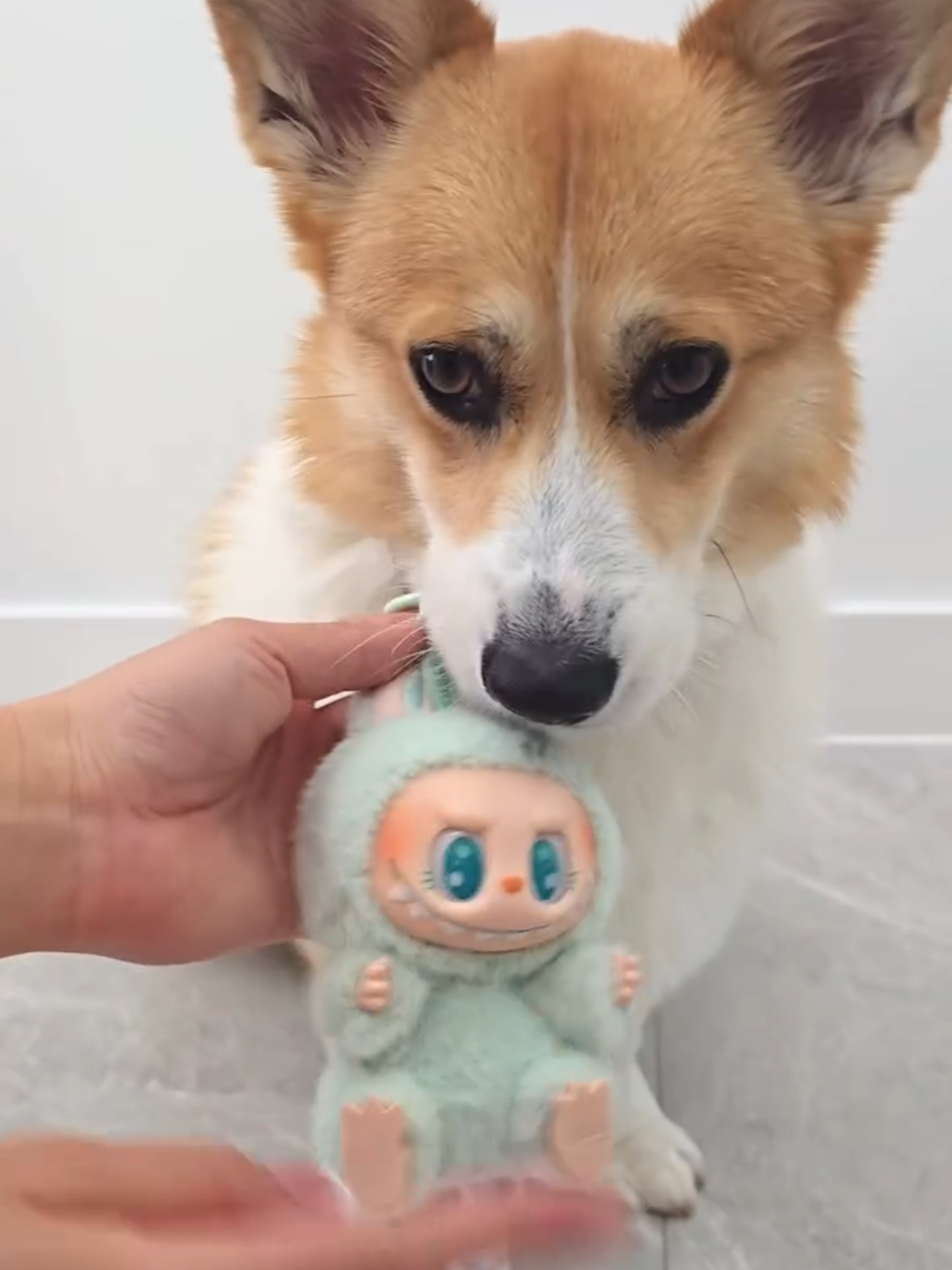 @Pocky the Corgi ๐ถ