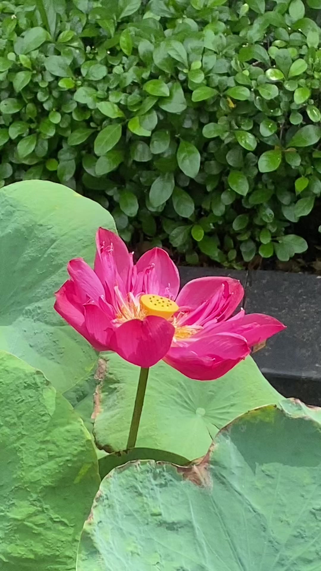@Thả diều cùng Lợi