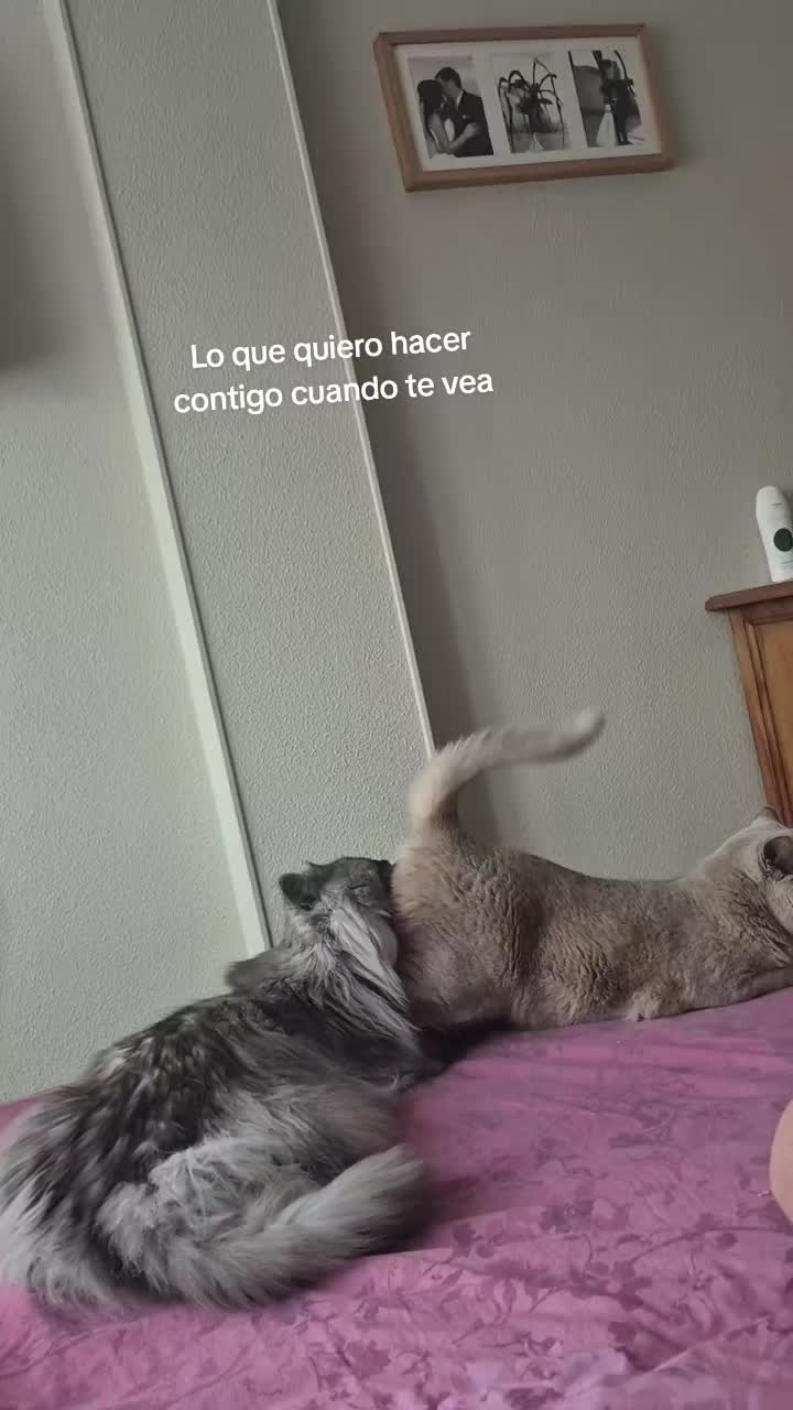 @Ivideos🖤