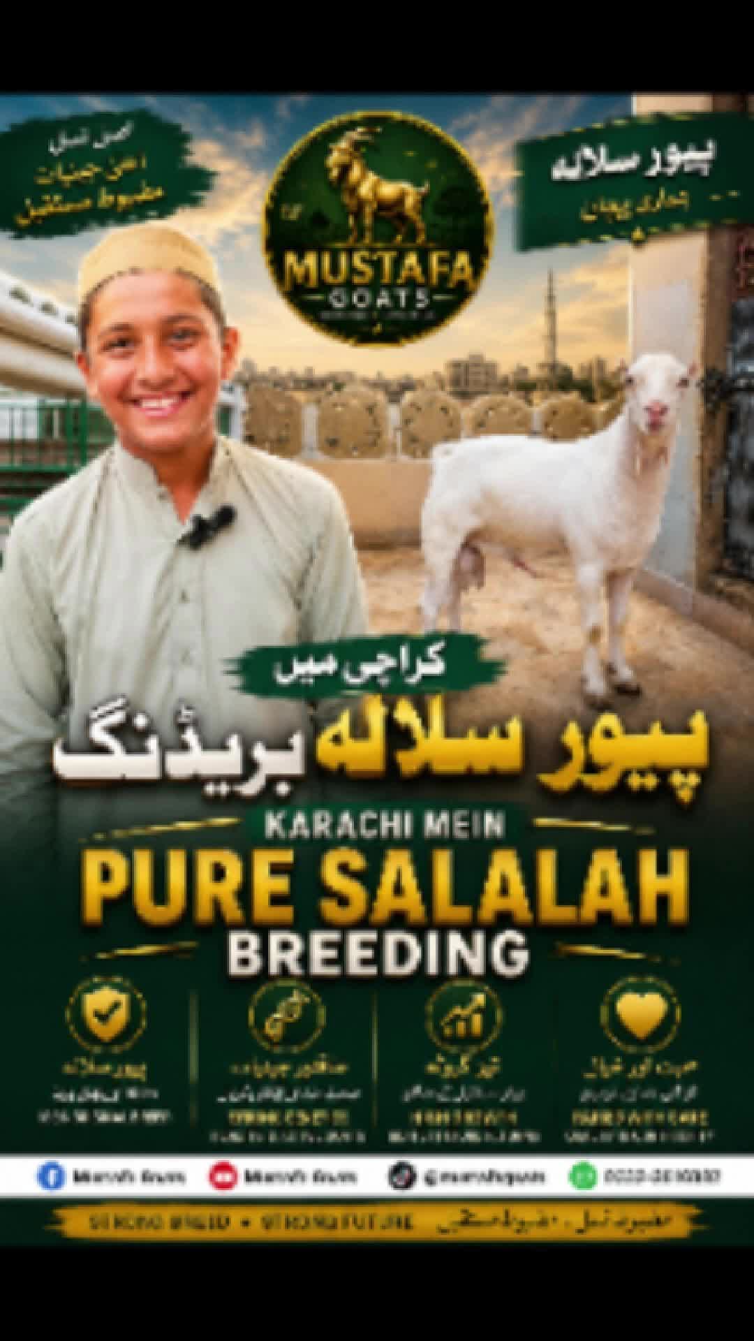 @Mustafa Goats