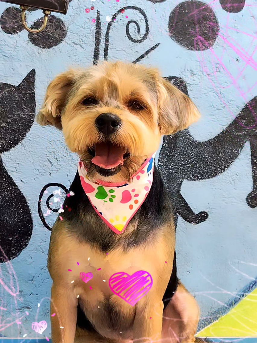 @💈🐾DOG GROOMER🐾💈