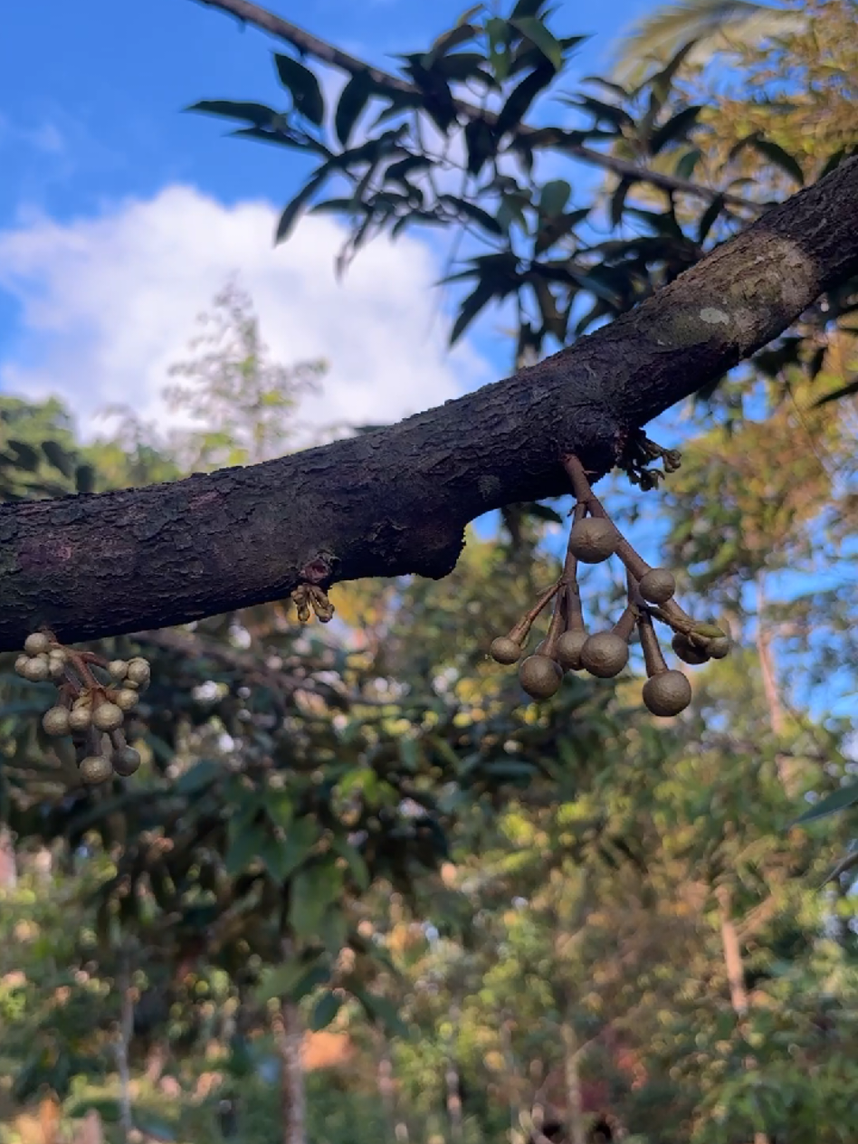 @𝑮𝑶𝑵 𝑫𝑼𝑹𝑰𝑨𝑵 𝑭𝑨𝑹𝑴