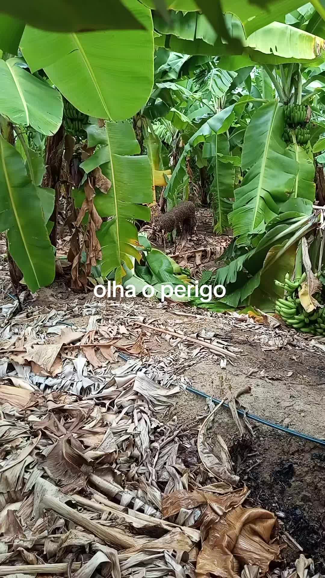 @Cícero Maicon Lopes