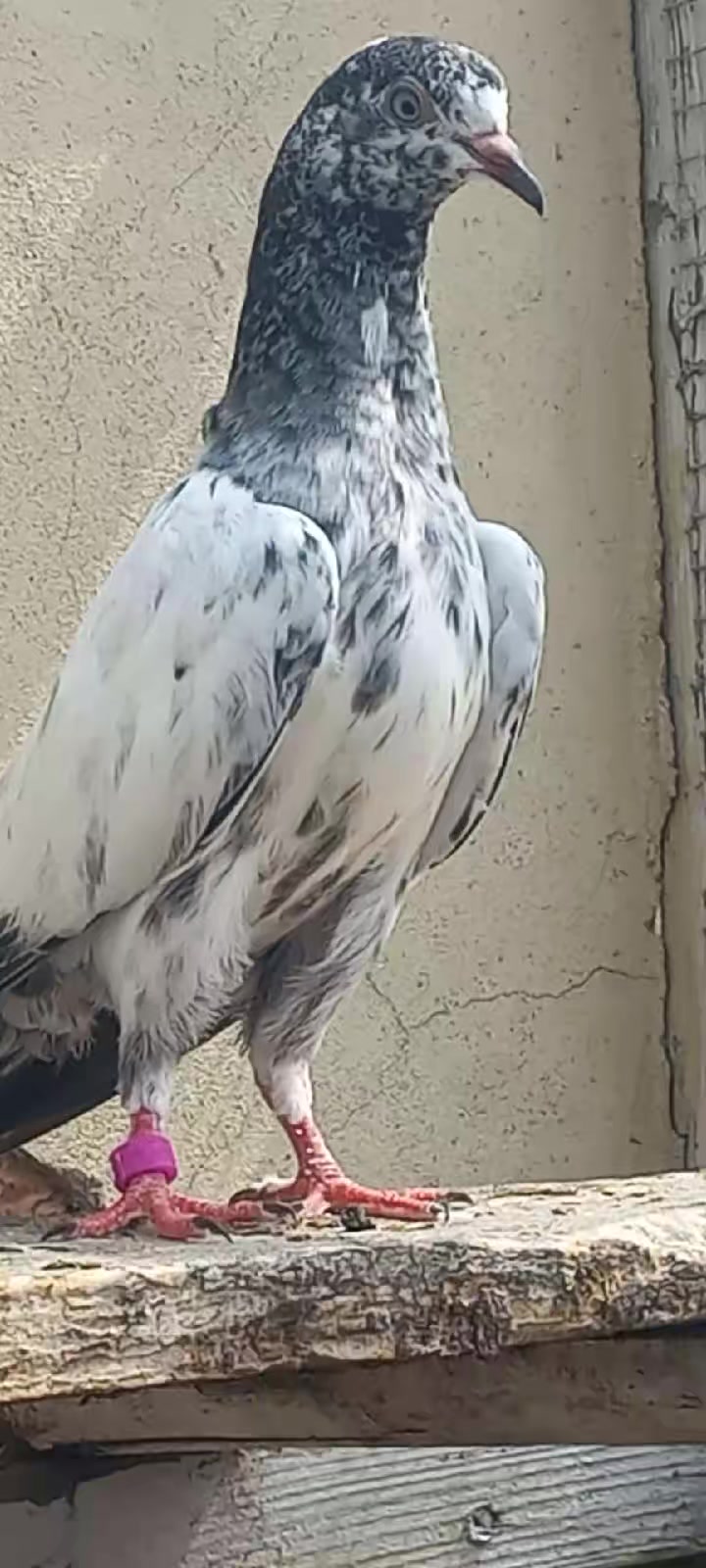 @Ranakasuripigeon