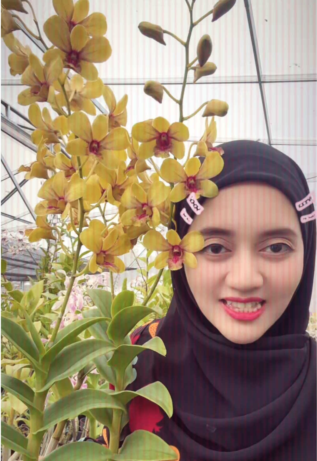 @Anggina Orchid