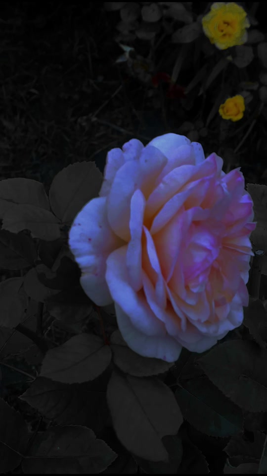 @moon_magic
