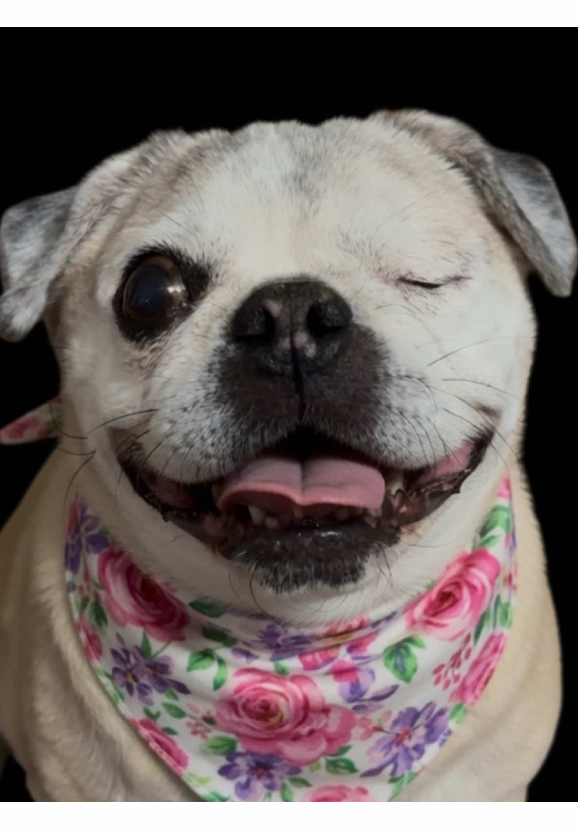 @The Stewart Pugs Plus Mom
