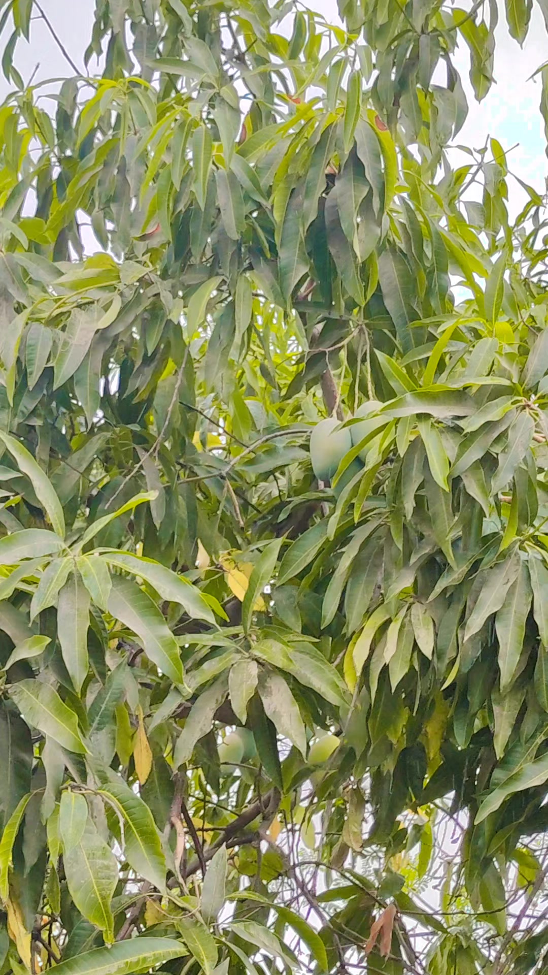 @Que bonito es lo 🐺 bonito🤠