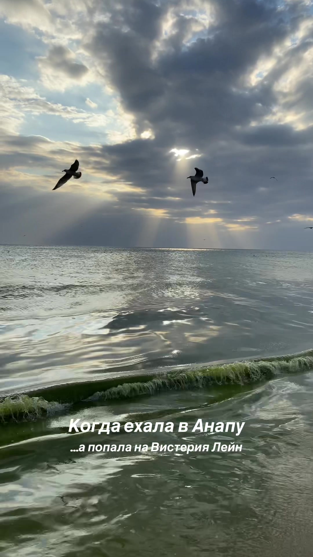 @алёна laurus