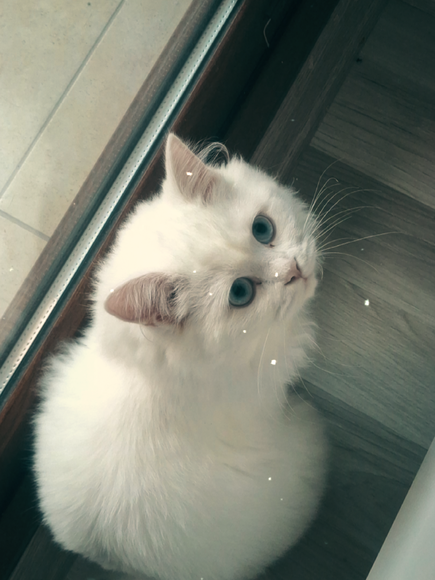 @😺Şila😻Şima😺