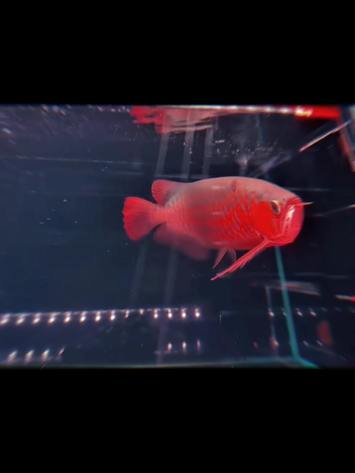 @網上看魚