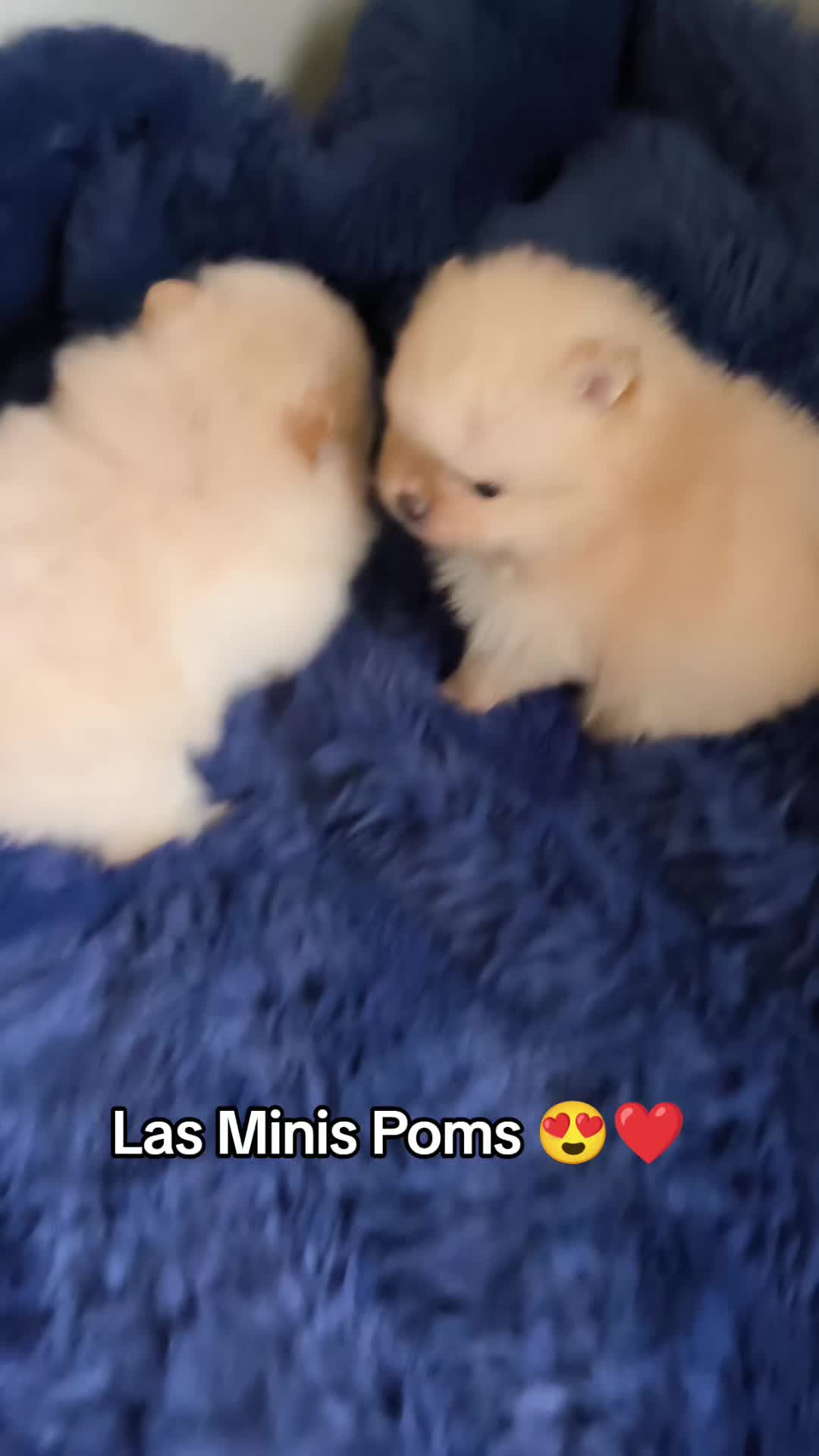 @Pomerania chile