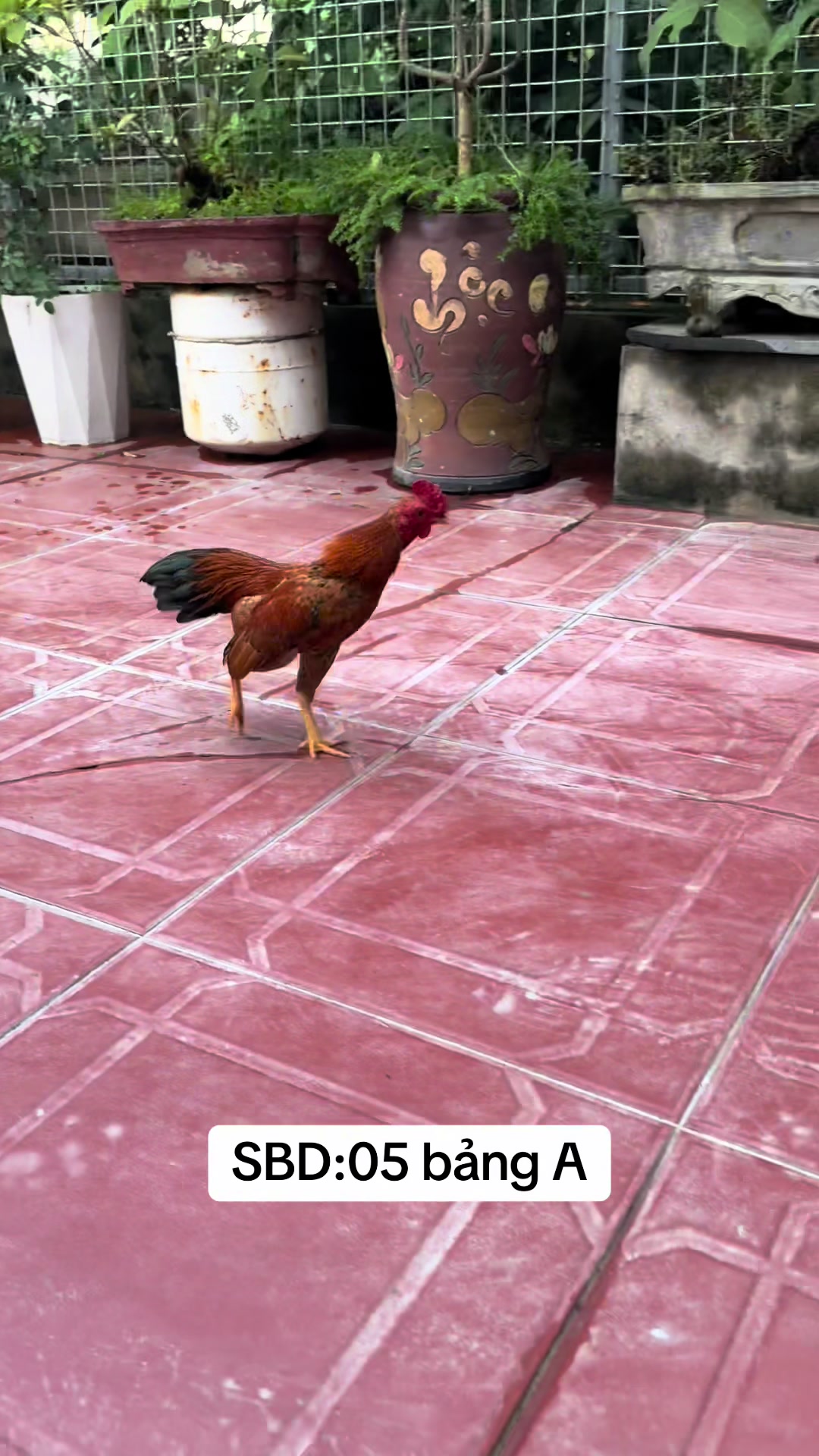 @Eddy Hoàng Gà Tre Bắc Cộc