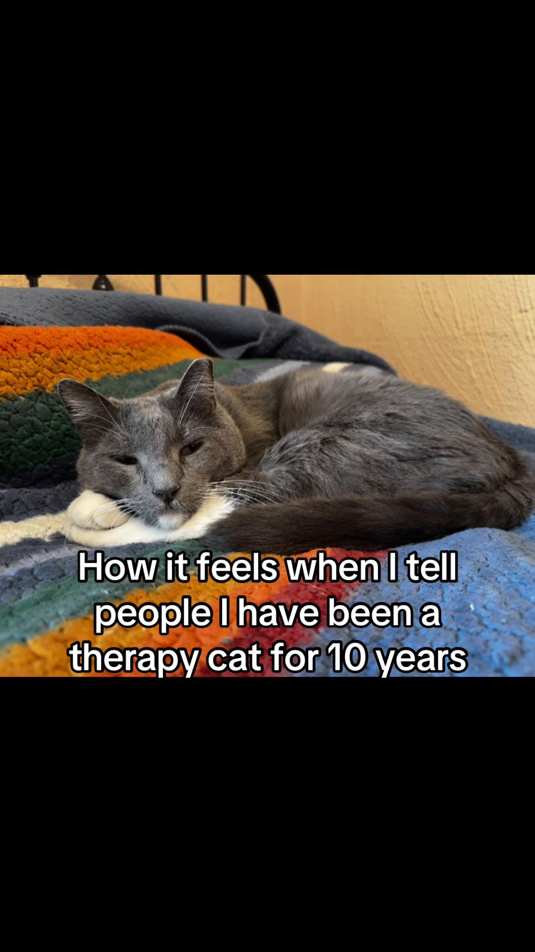 @Therapy Cat Roger & Family