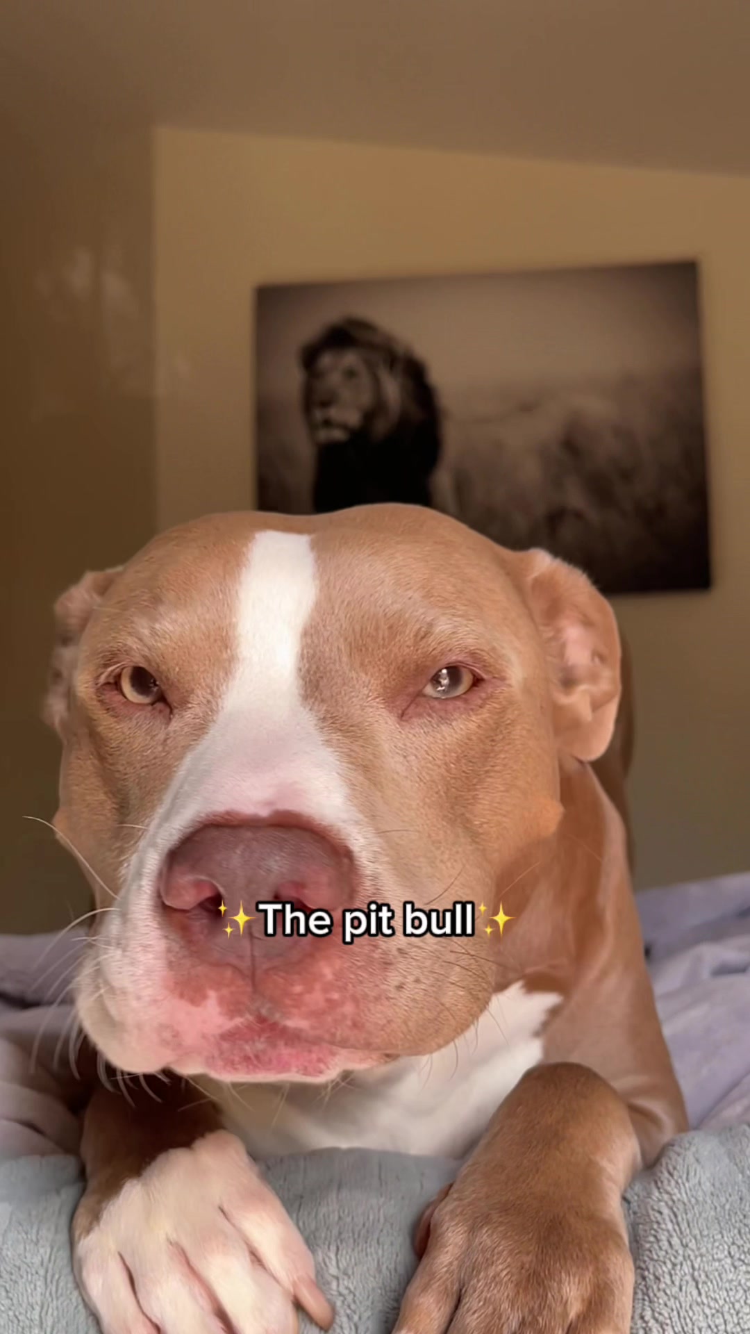 @@knight_thepit