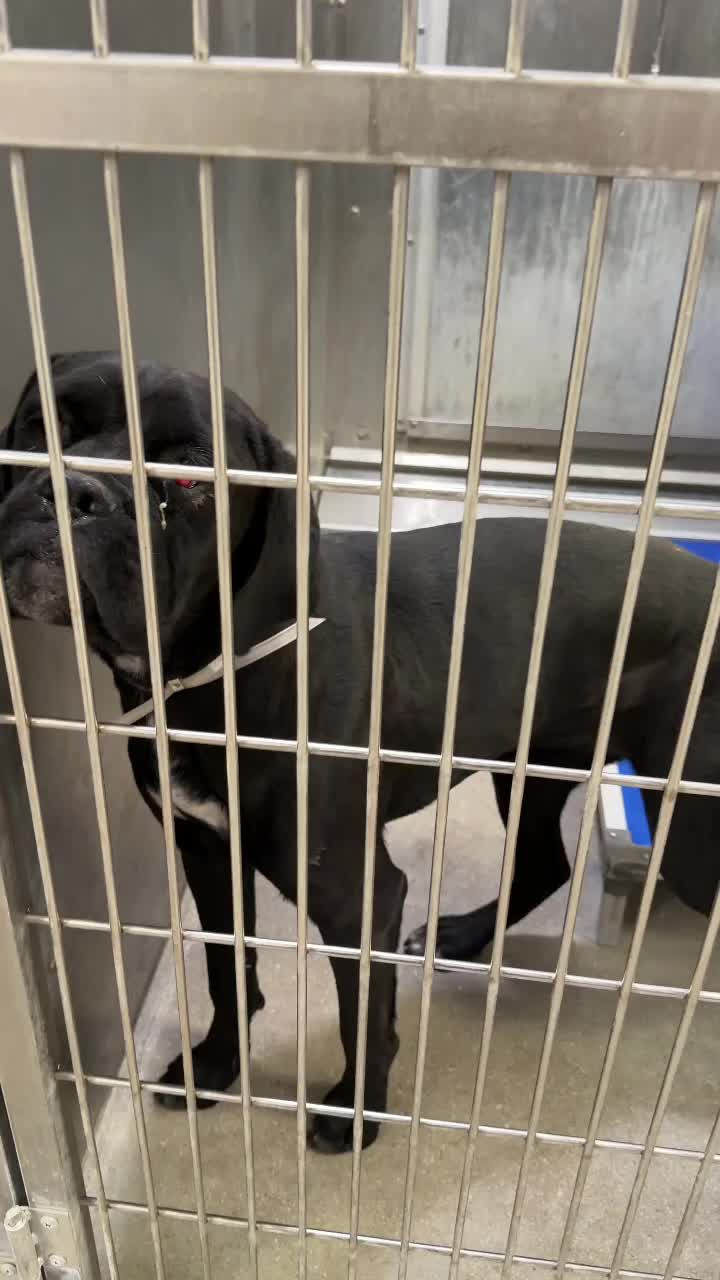 @Cane Corsos