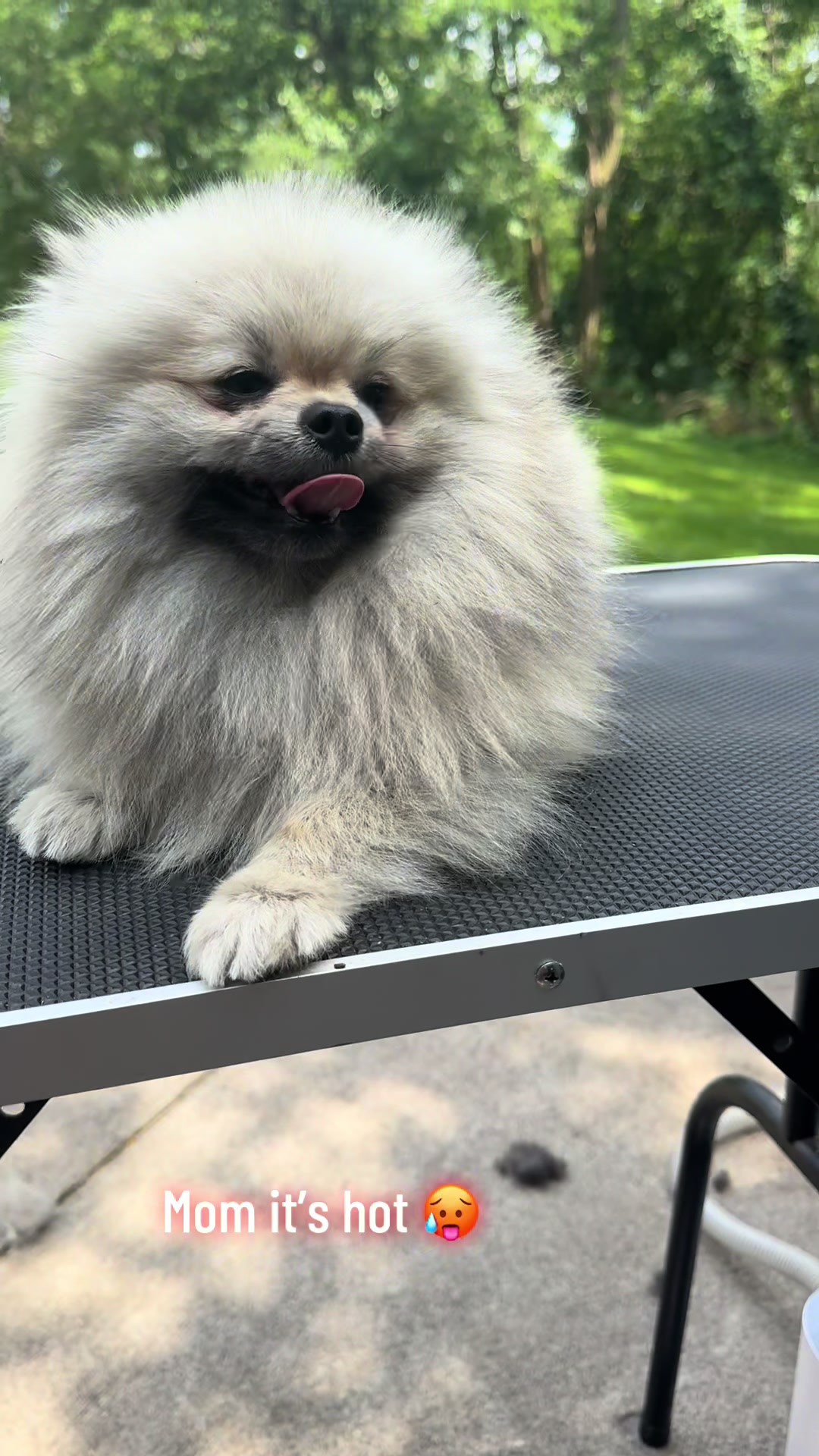 @Fingerlakes Pomeranians