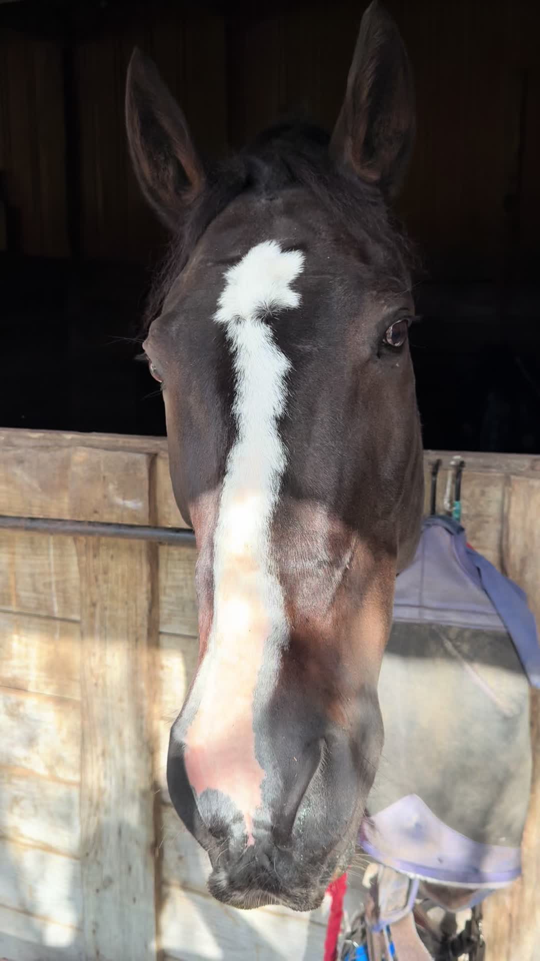 @KY Dressage Queen