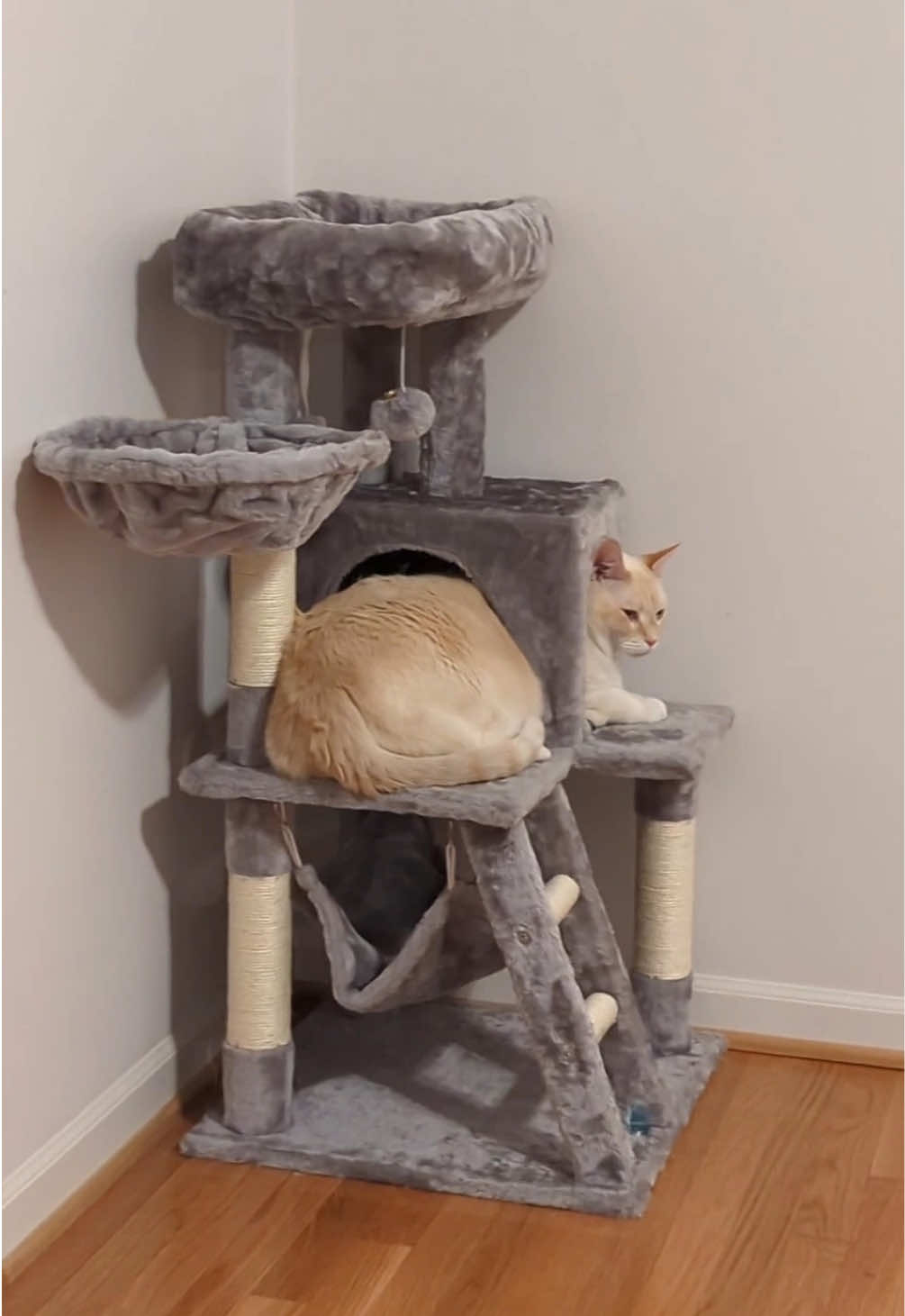@Angel the Cat Mom