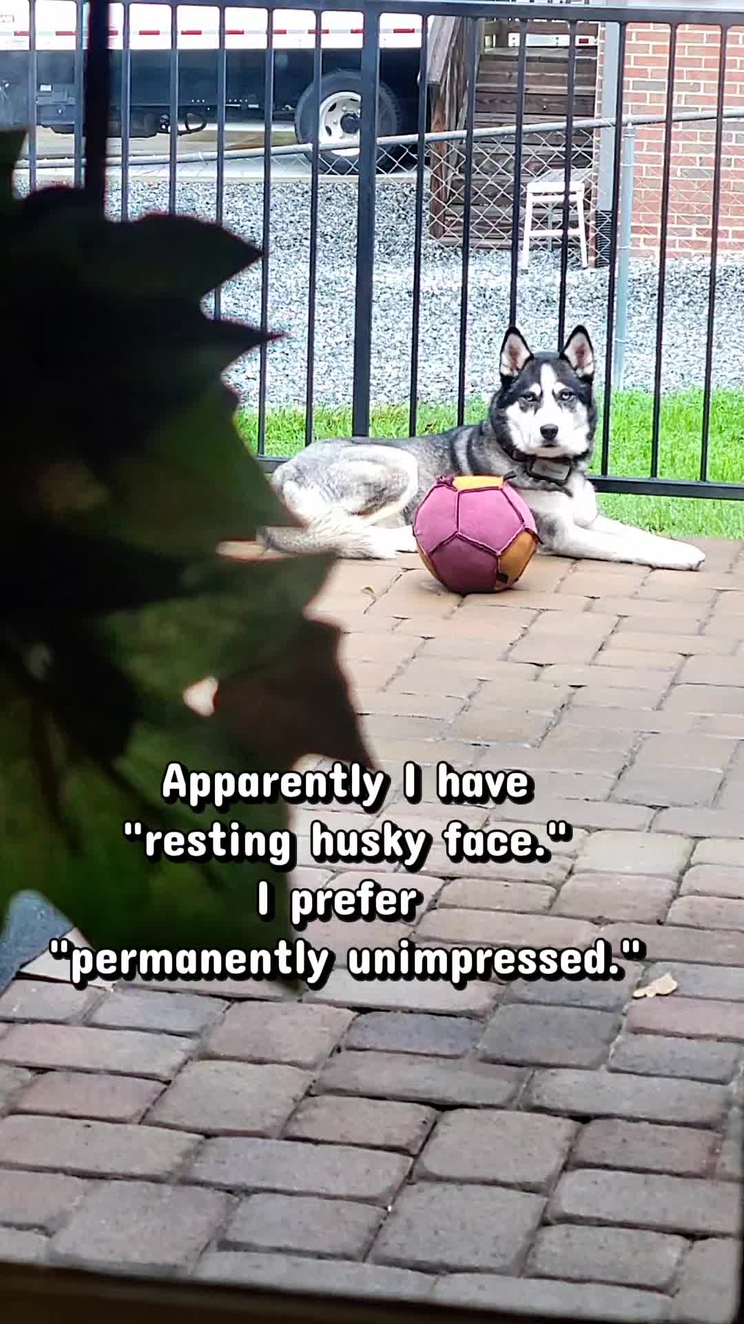 @the Hussey Husky