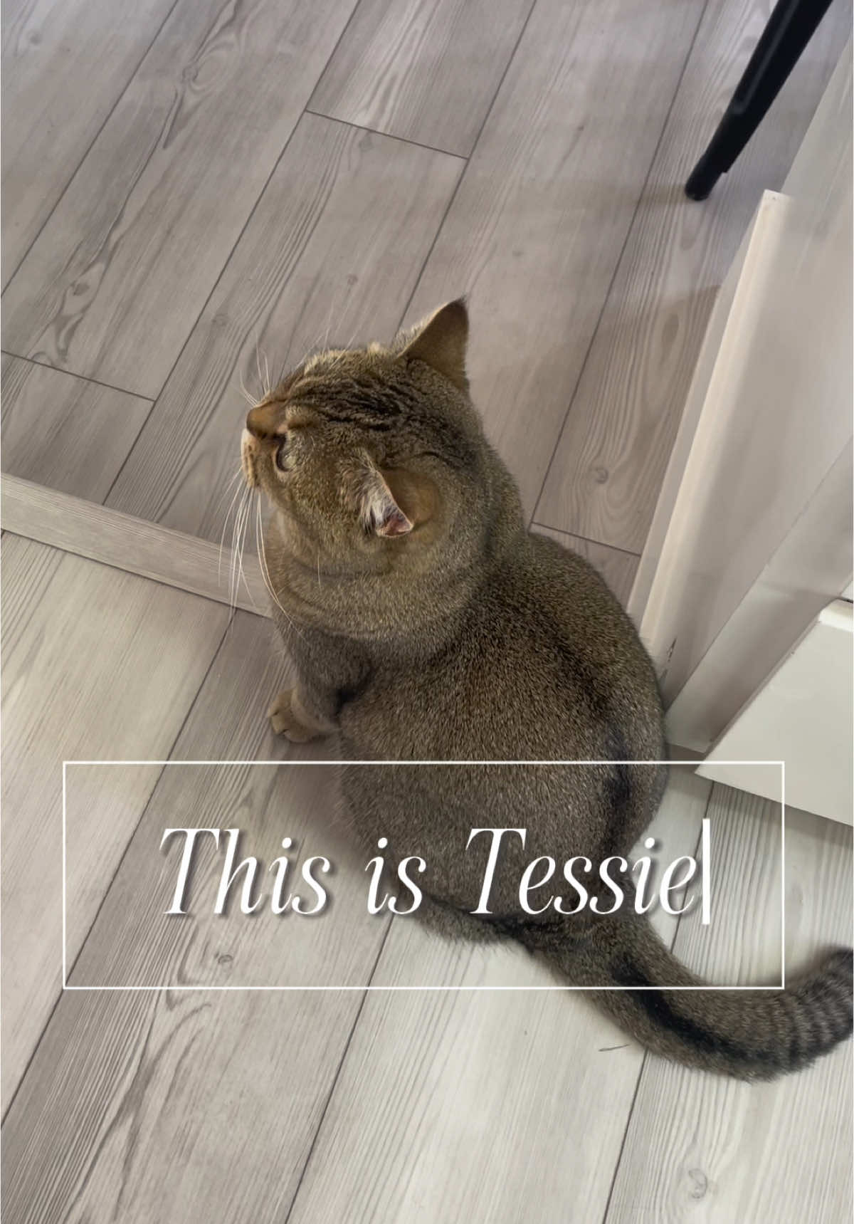 @tessie_cat_and_bert