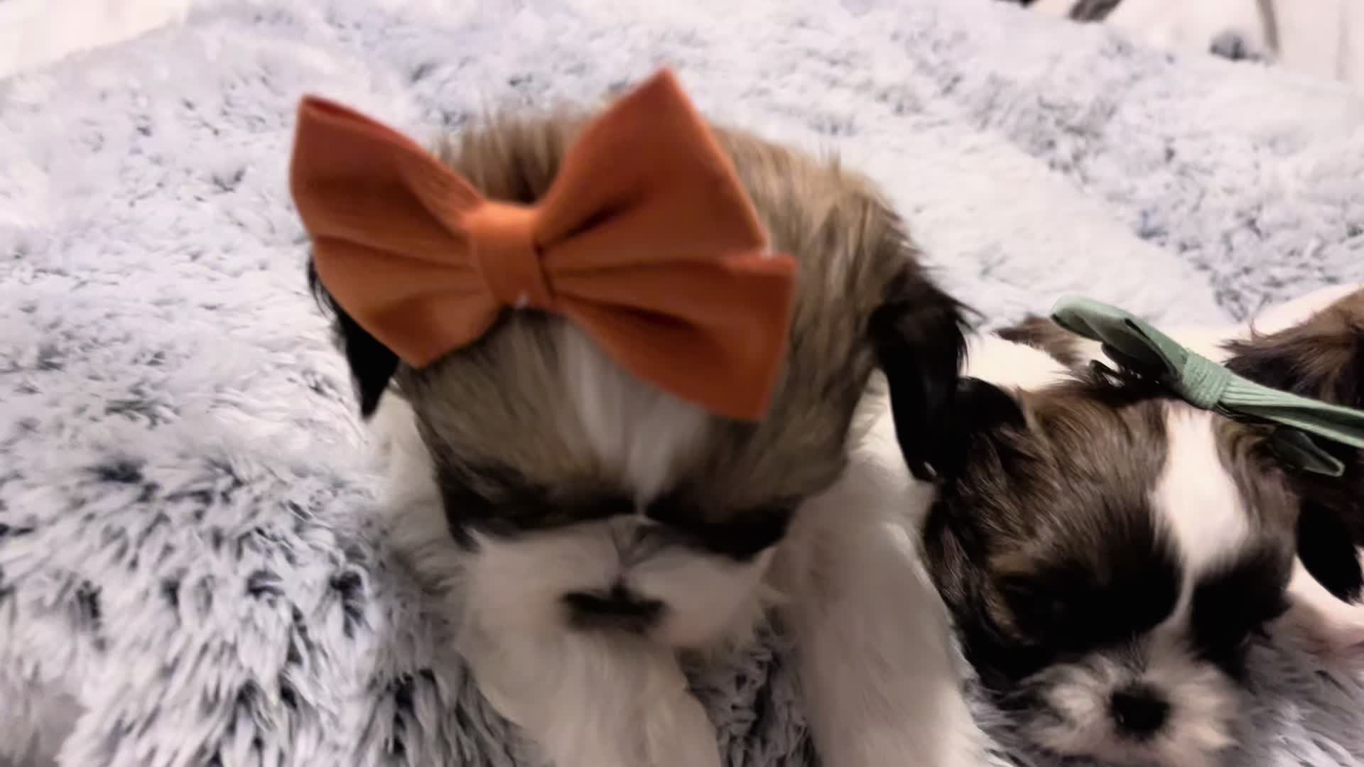 @SHIHTZU SOIR&Eacute;E