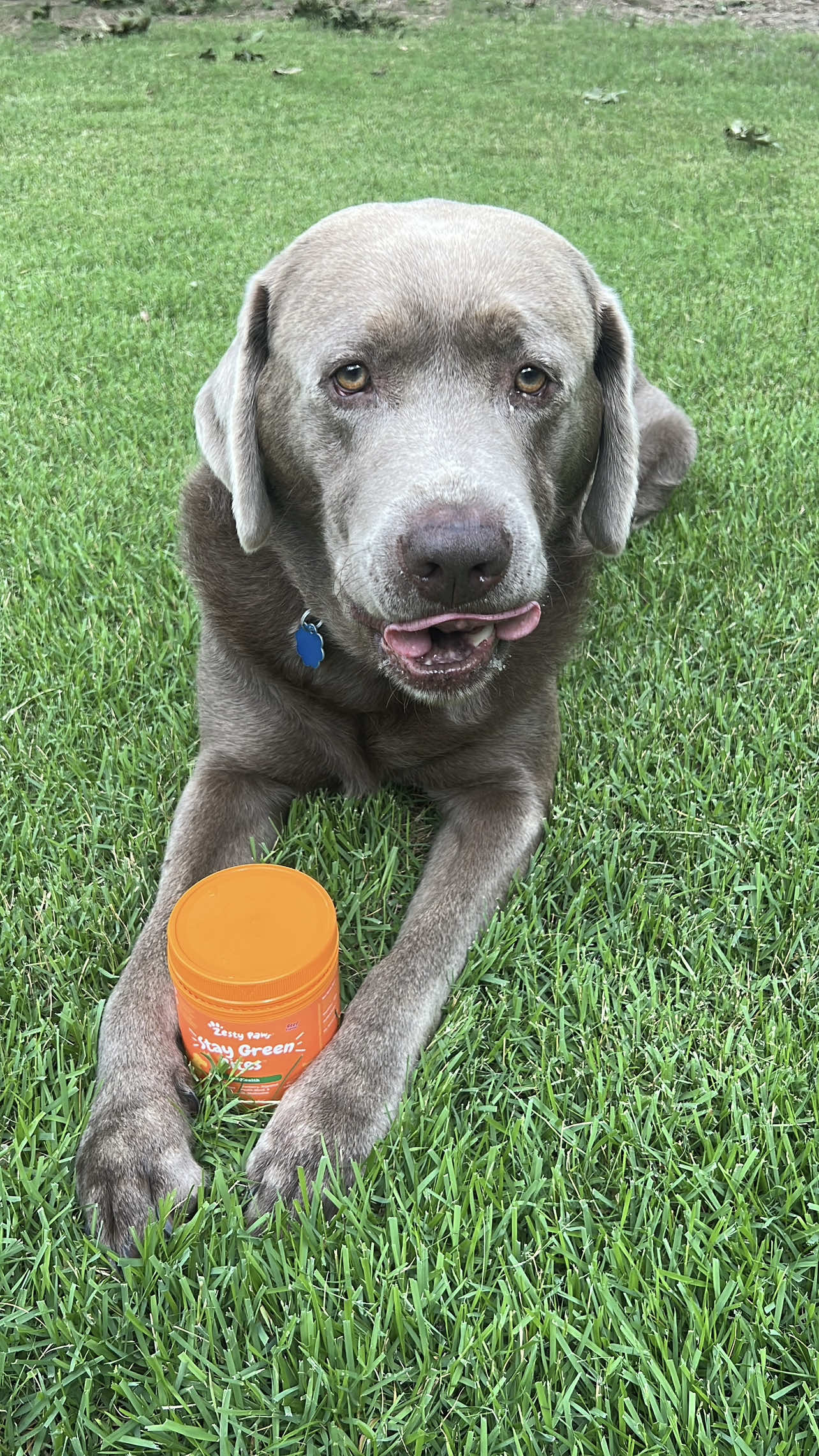 @Hank the Tank | Silver Lab 🩶