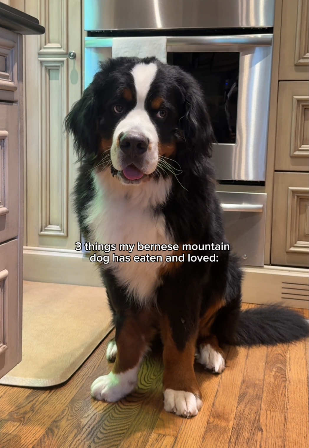 @CJ The Bernese