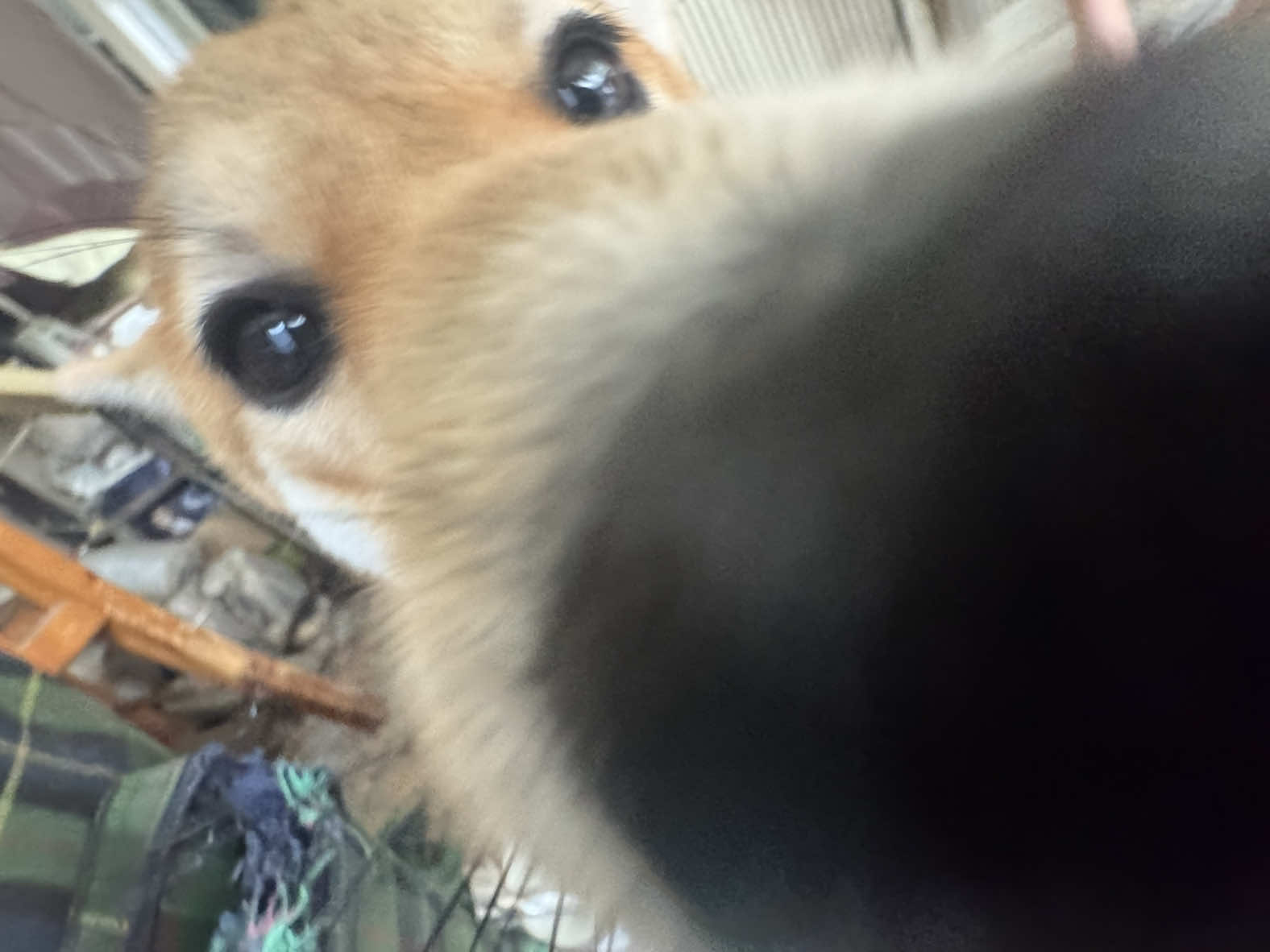 @芝麻🐭🍮