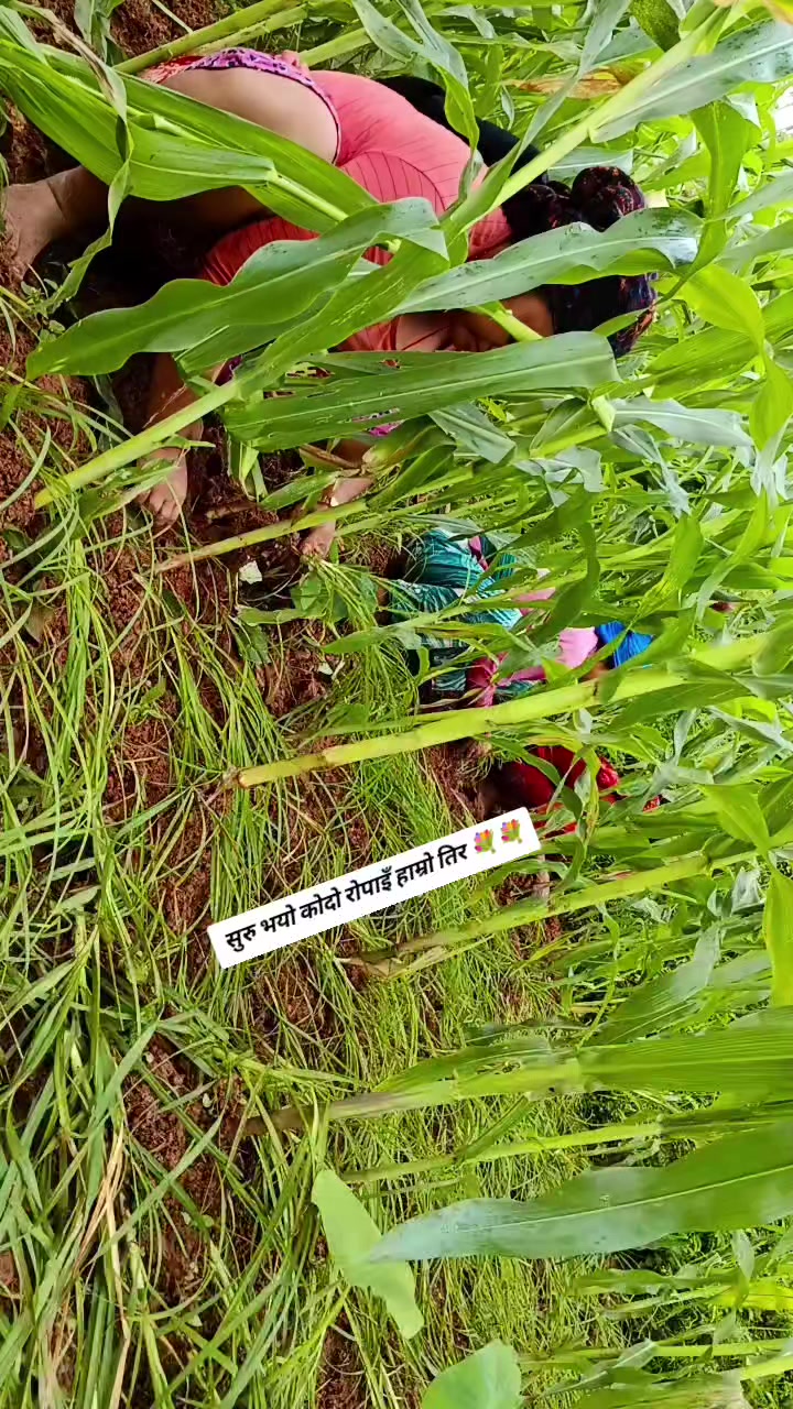 @Krish Pariyar