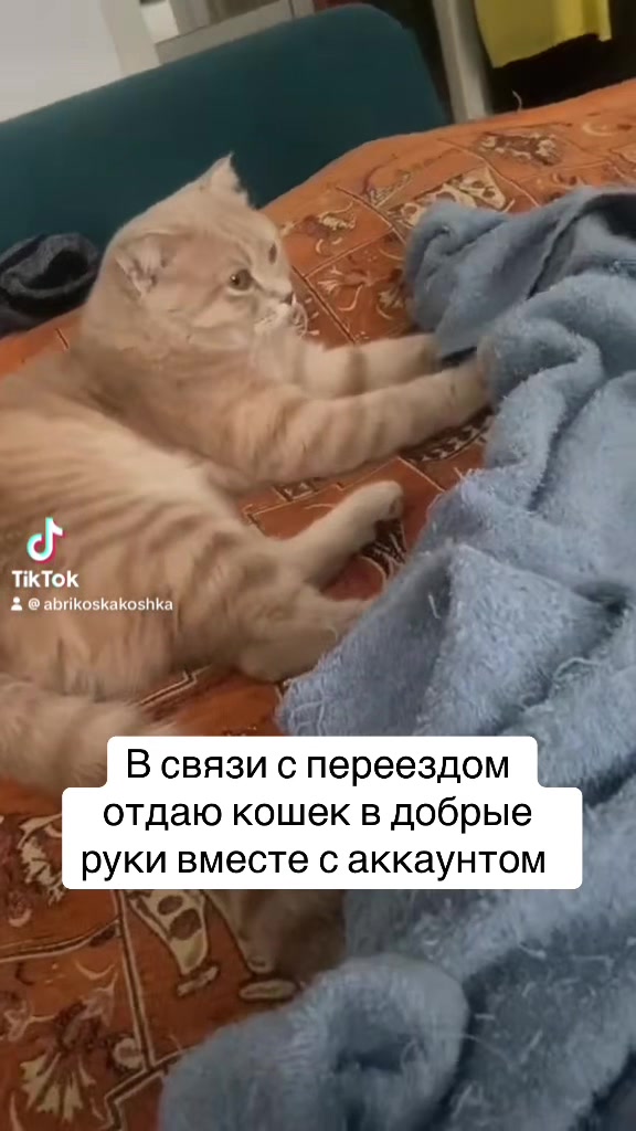 @Abrikoshka