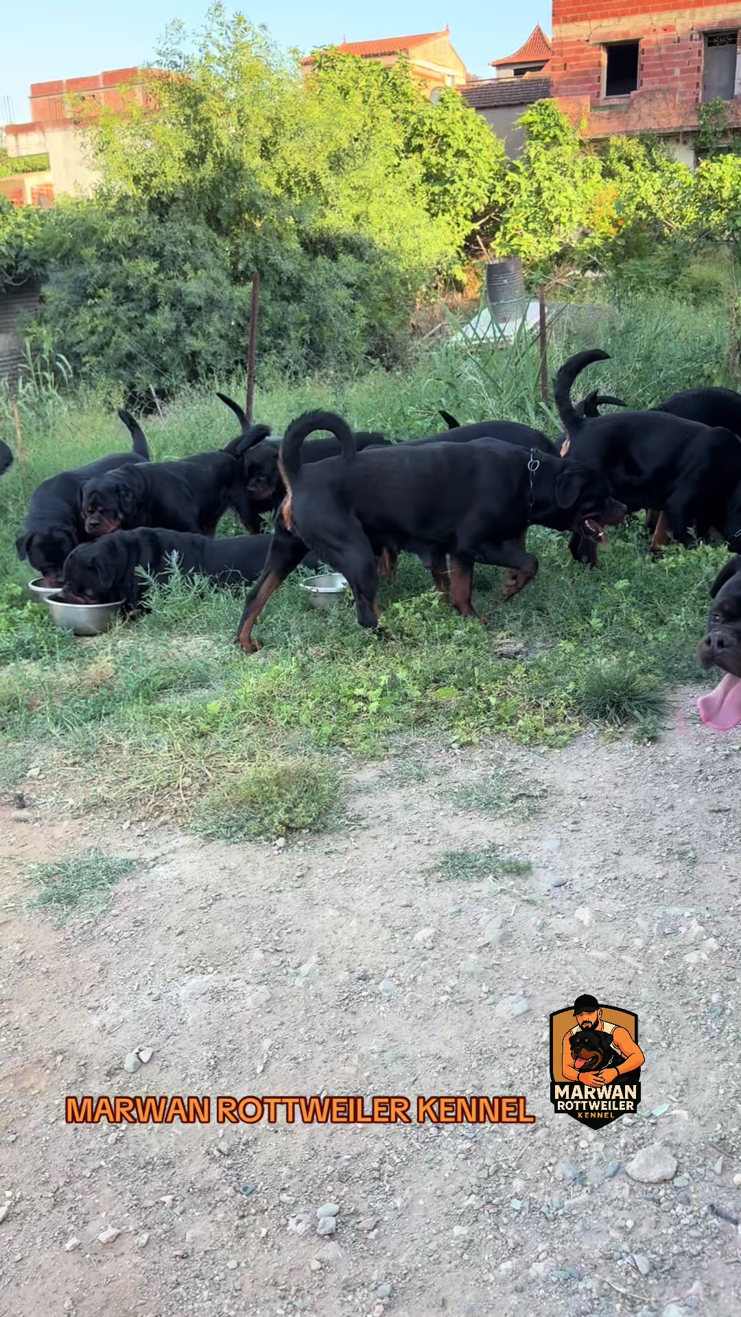 @Marwan Rottweiler-ke