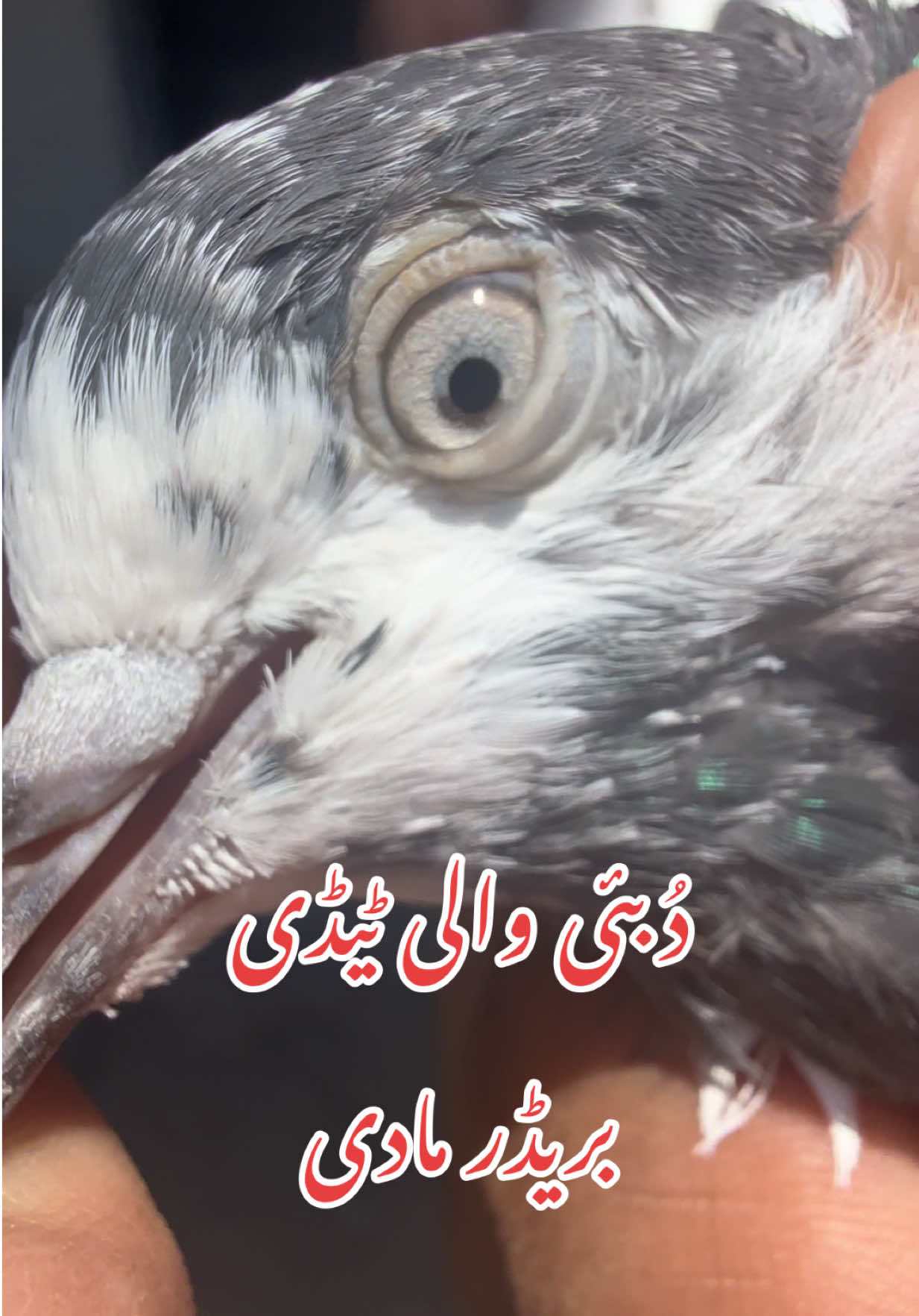 @Aero Pigeons Club