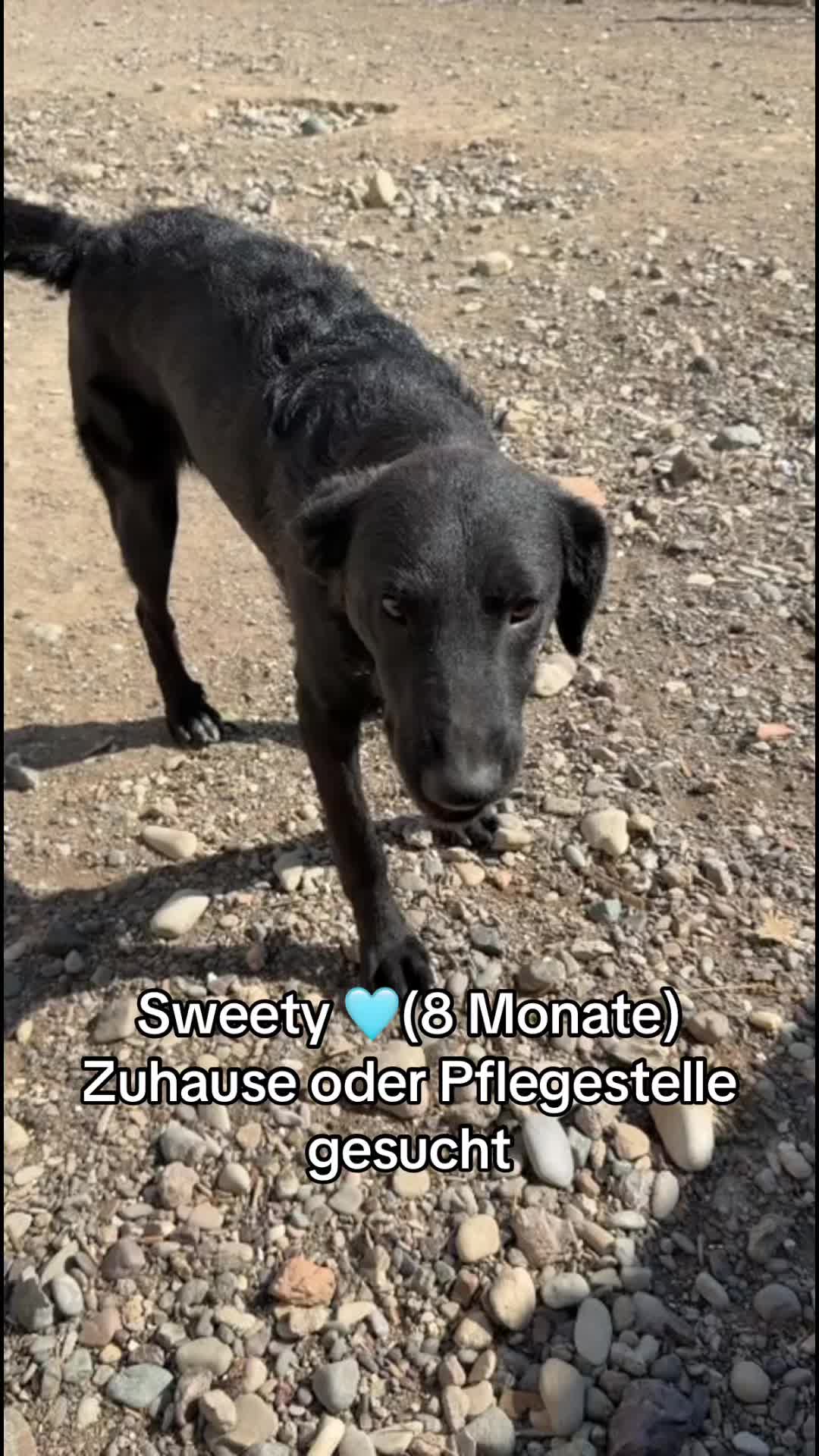 @Ankerhunde e.V.