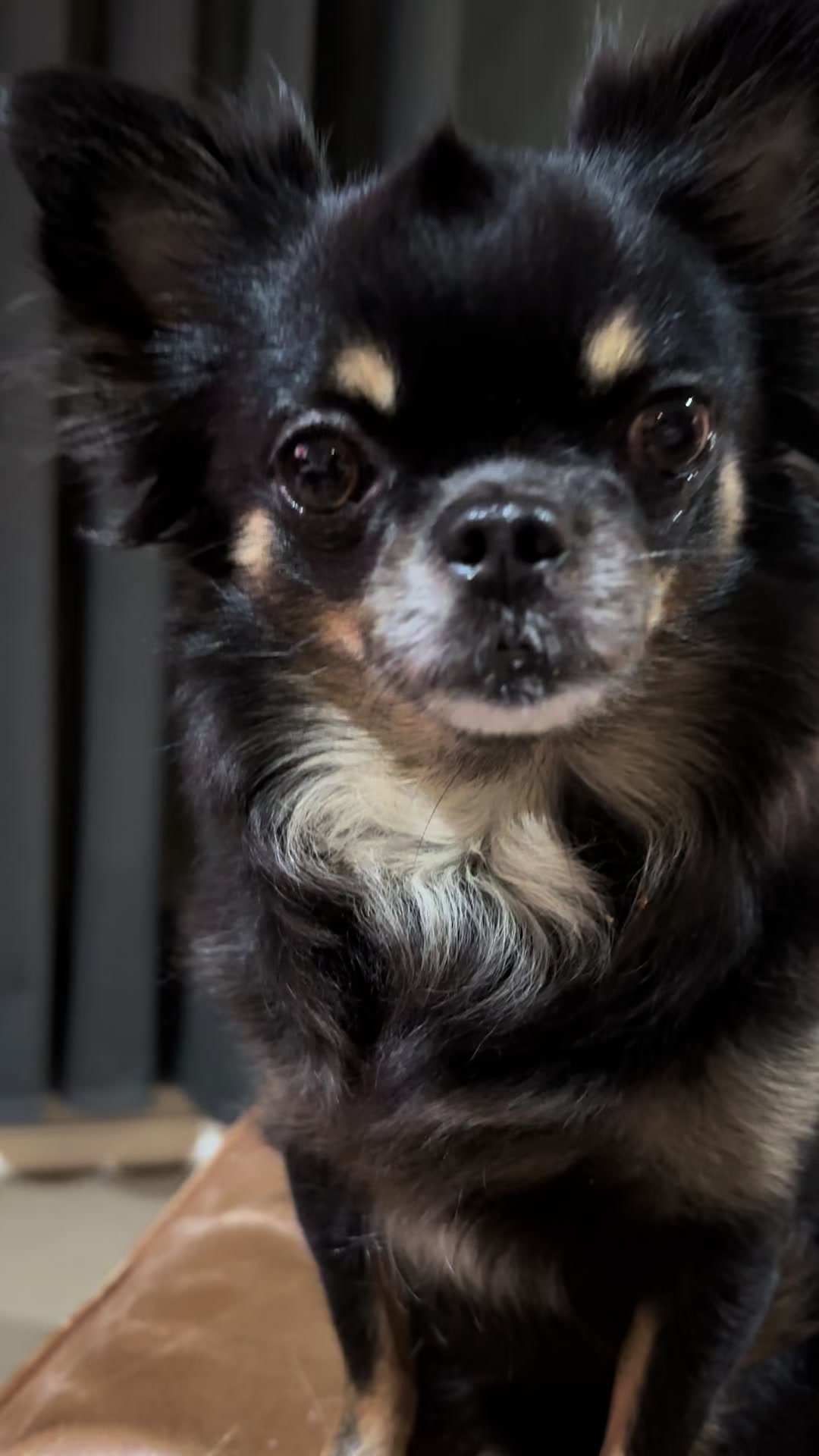 @Chihuahua family of love ๐
