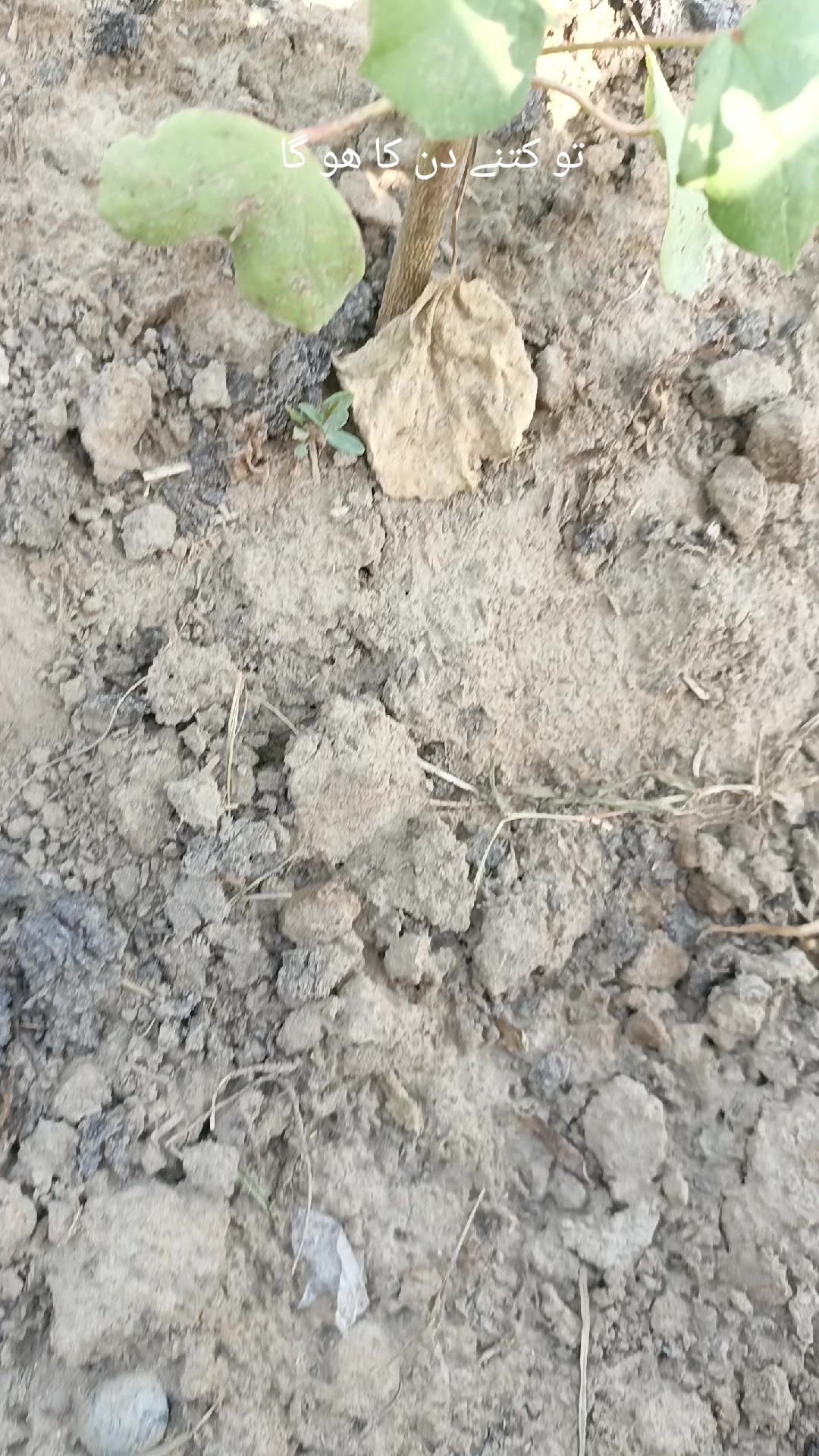@Mr.Tori.Farming (pathologist)