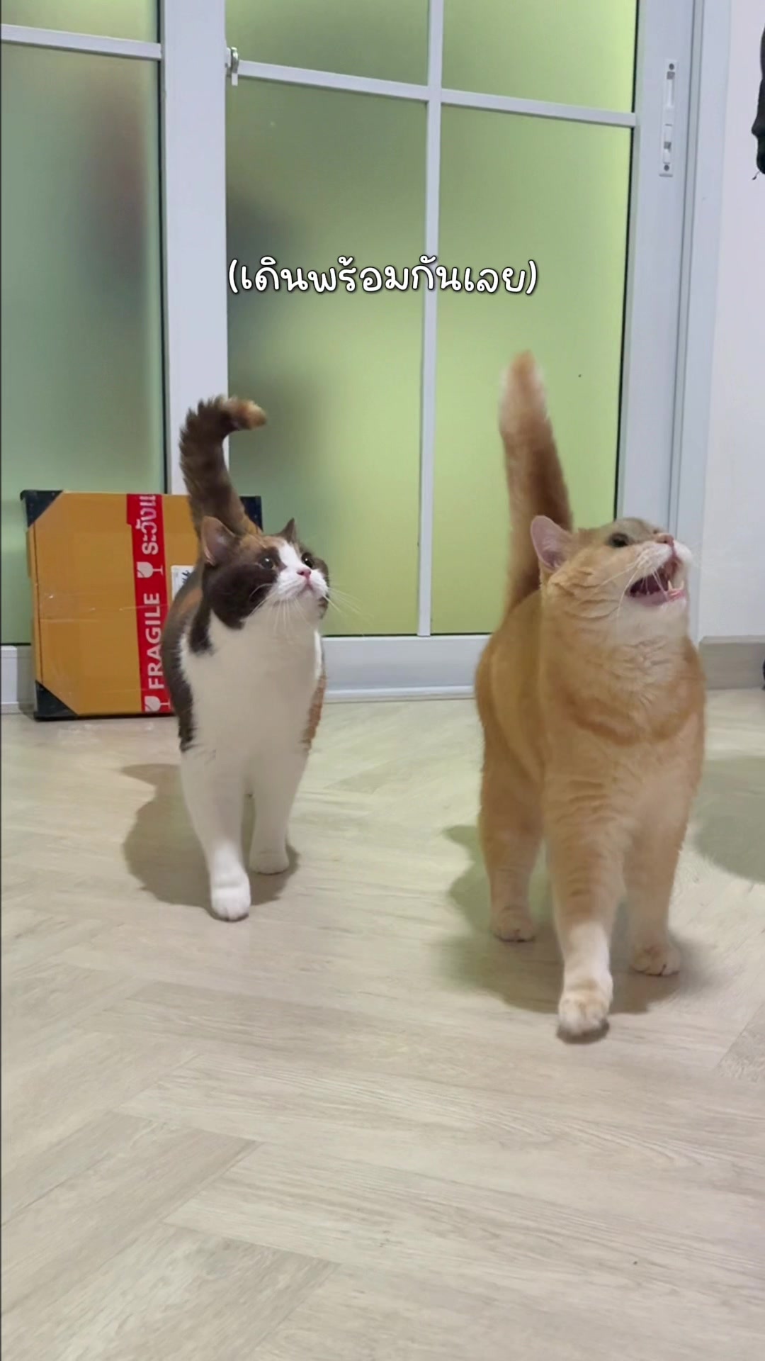 @ชิเอลแมวมึน 😺