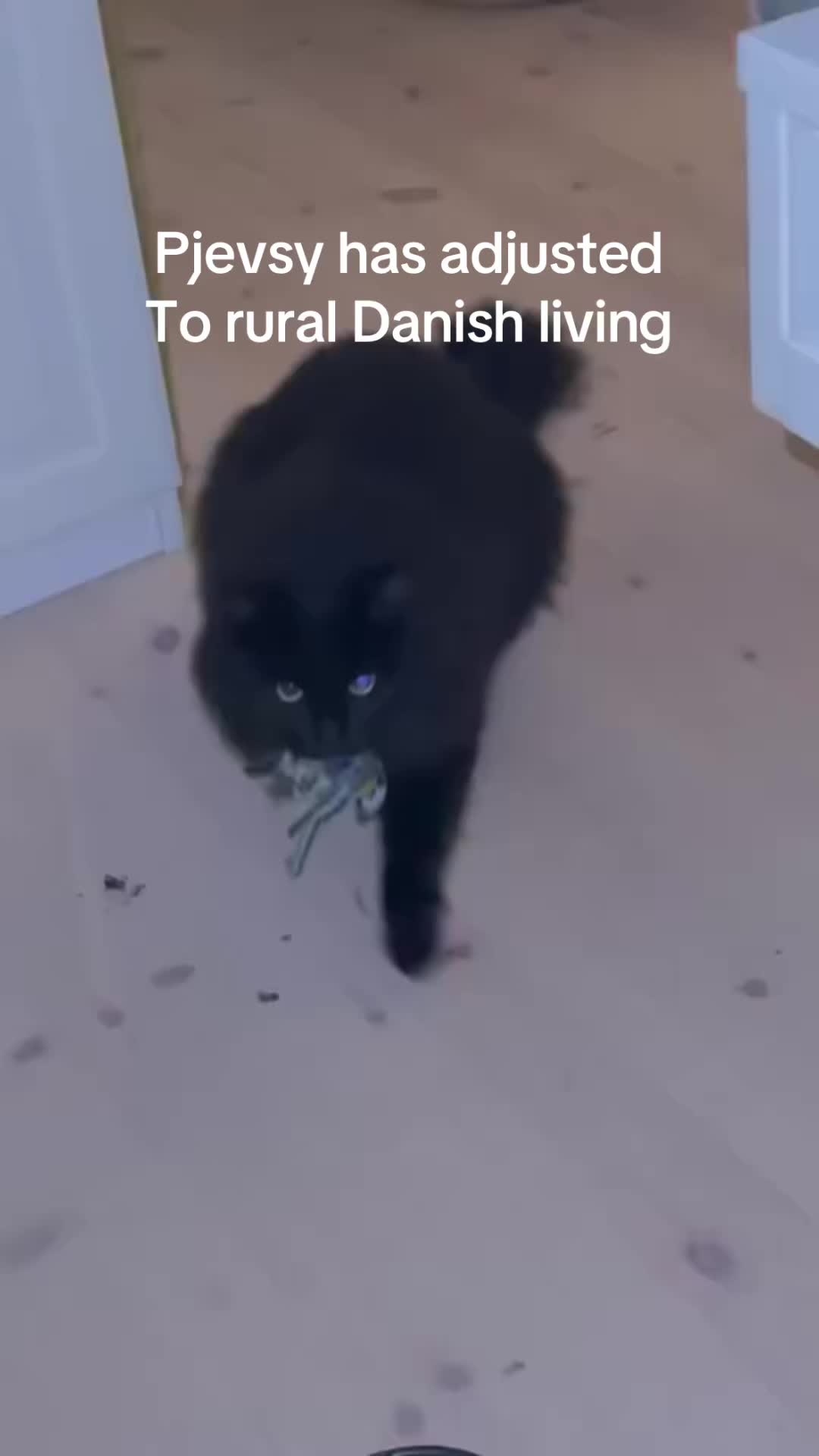 @maxcohensen