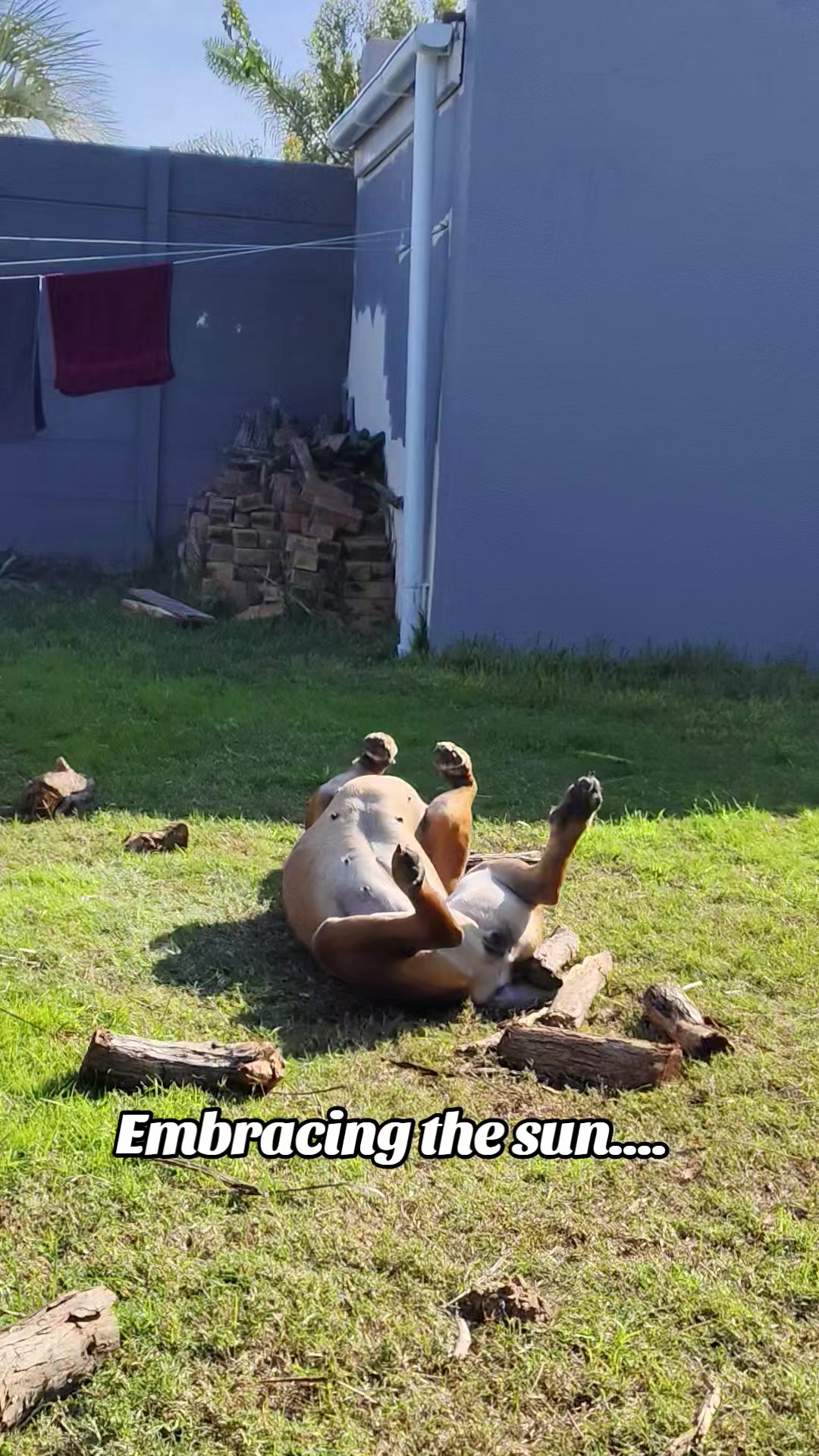 @Mishatheboerboel