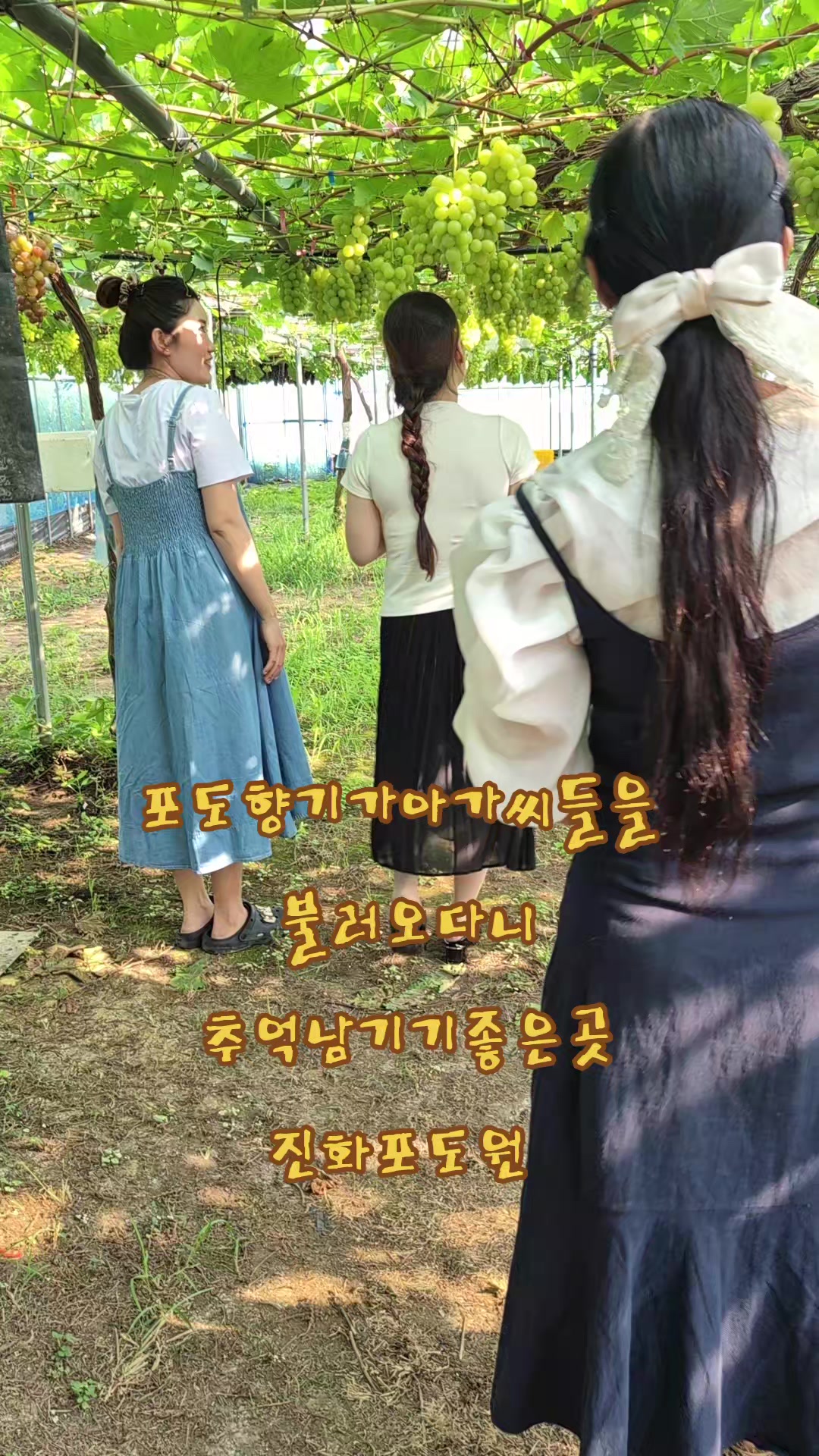 @진화포도원