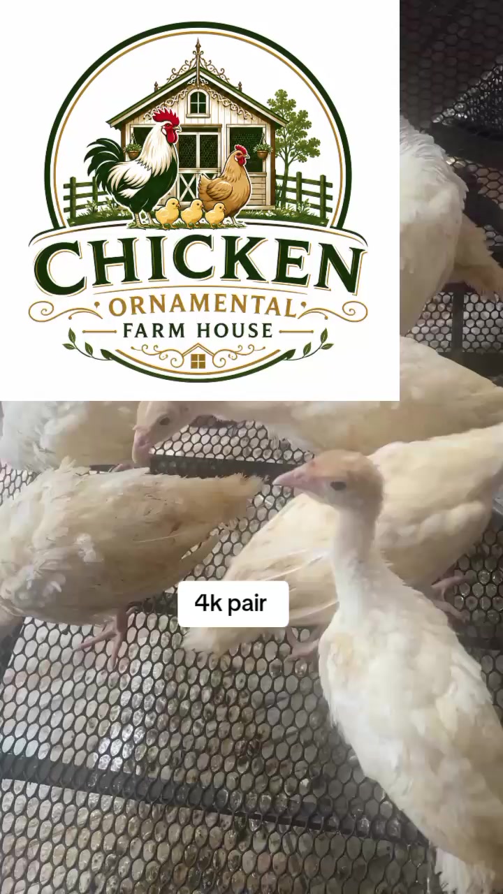 @Chicken ornamental Farm