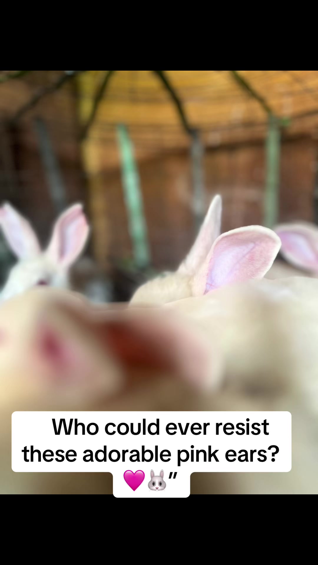 @florianpets