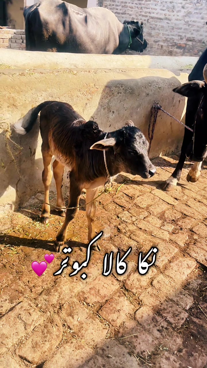 @Ch badar hussain