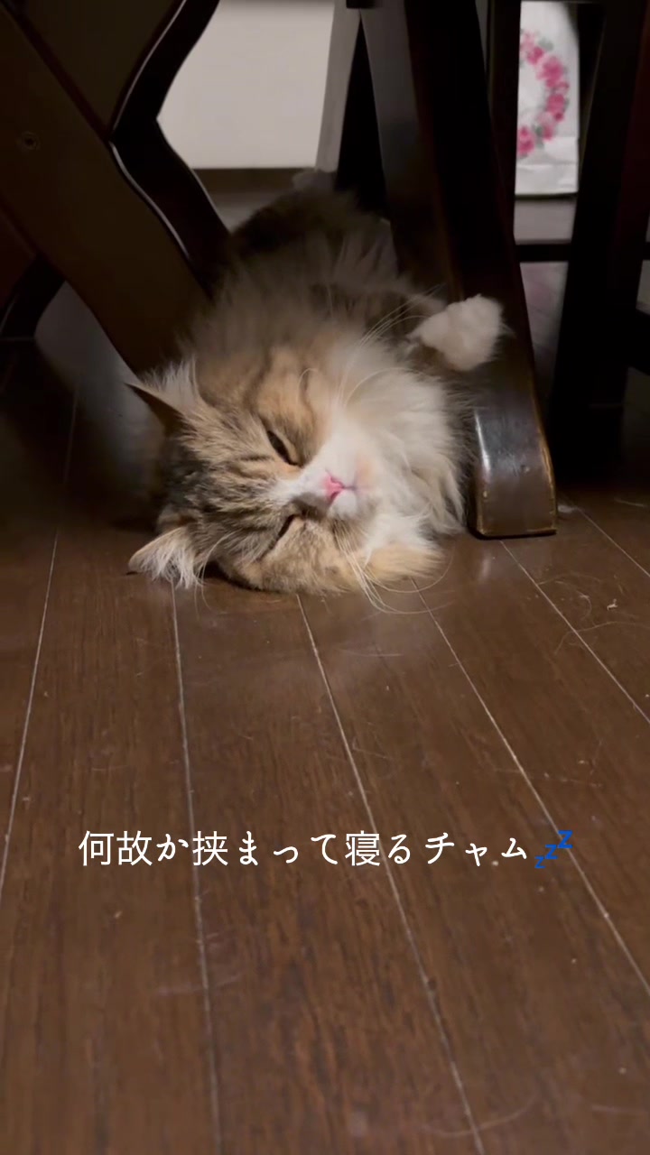 @ミヌエットのチャム