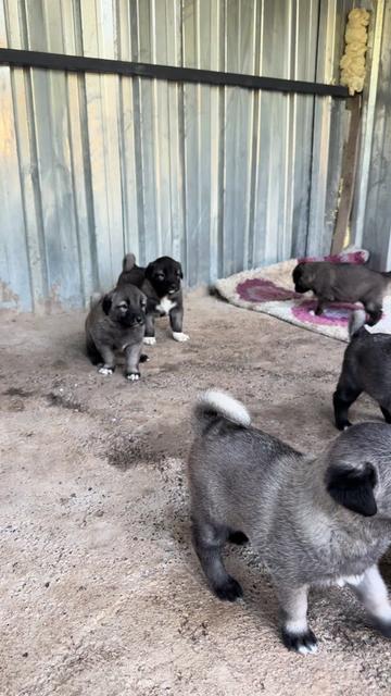 @alperkoramaz panter kangalları