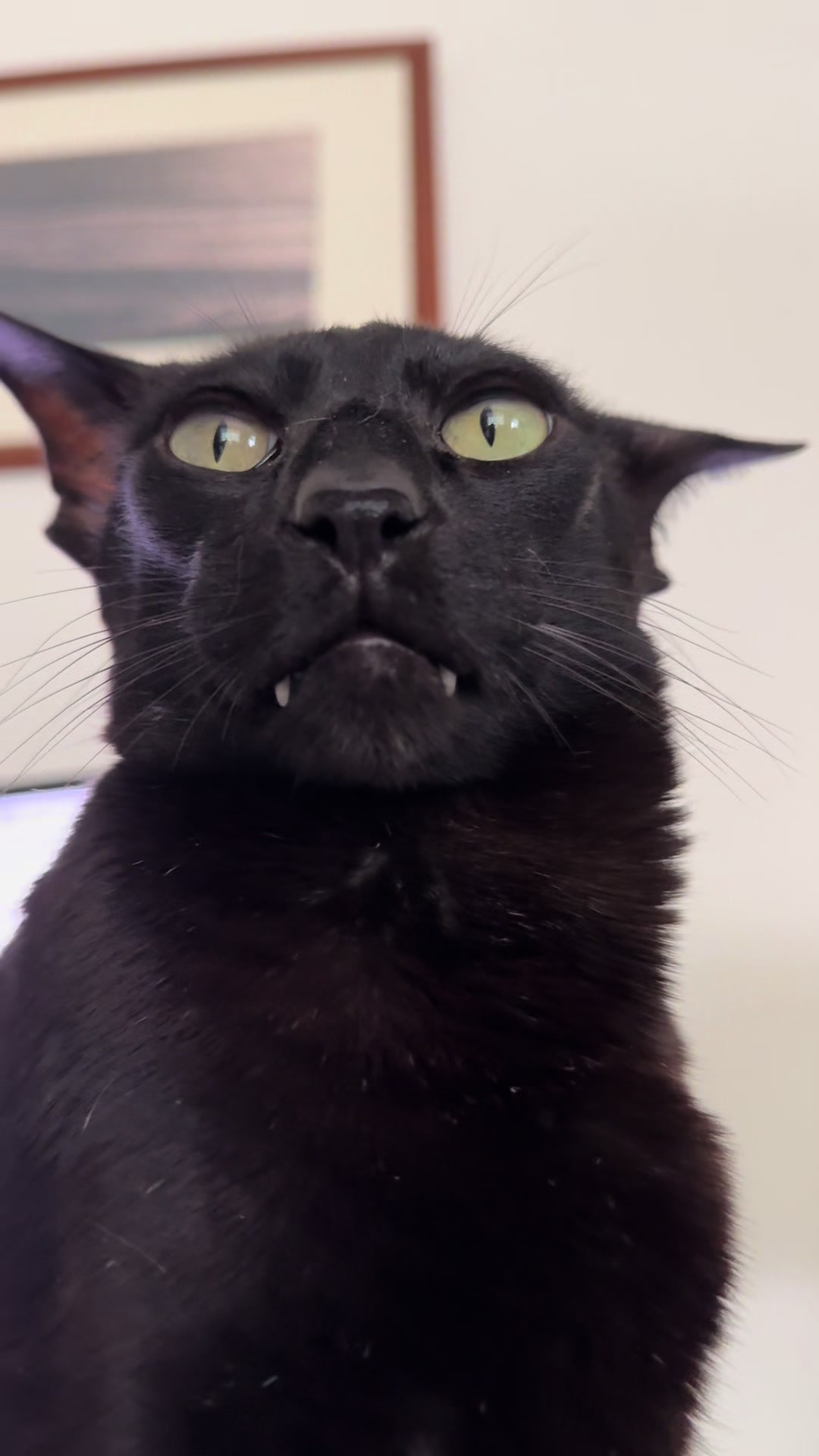 @hobbikats