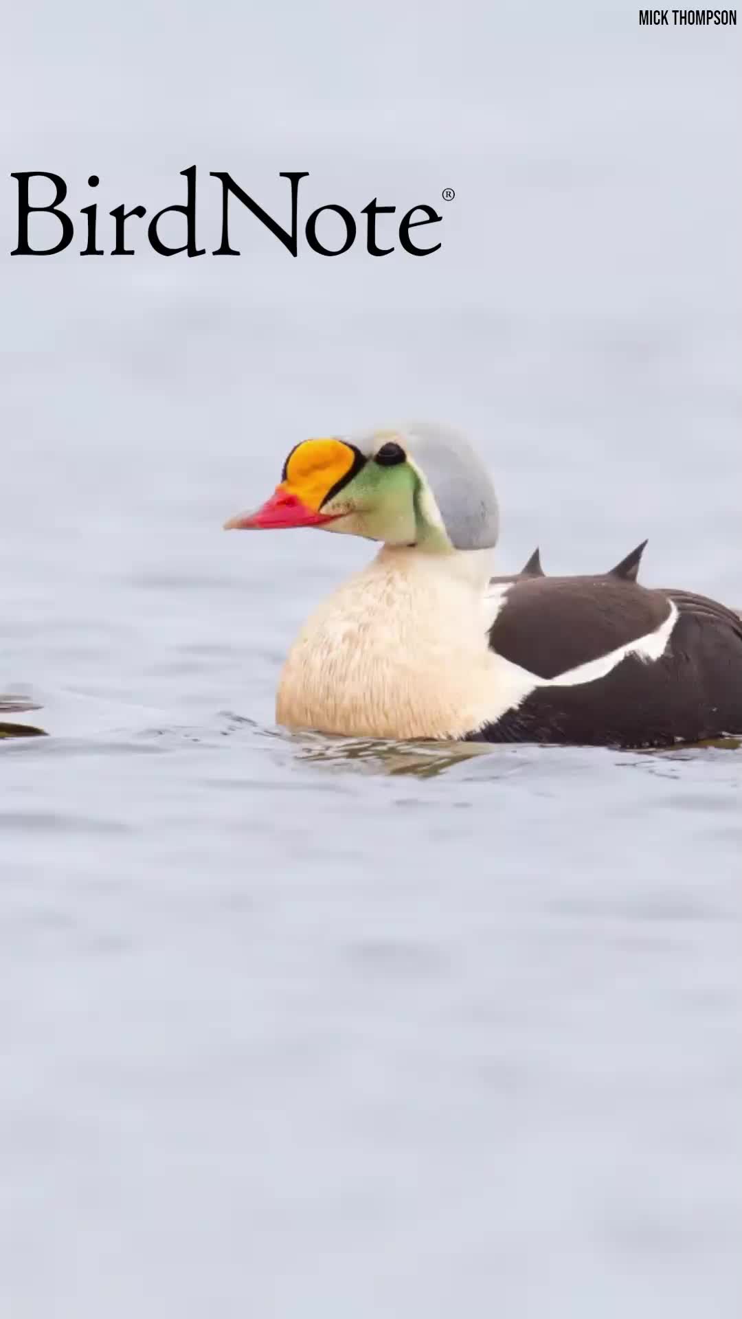 @BirdNote
