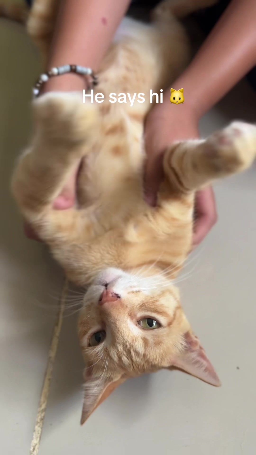 @Golden Whiskers